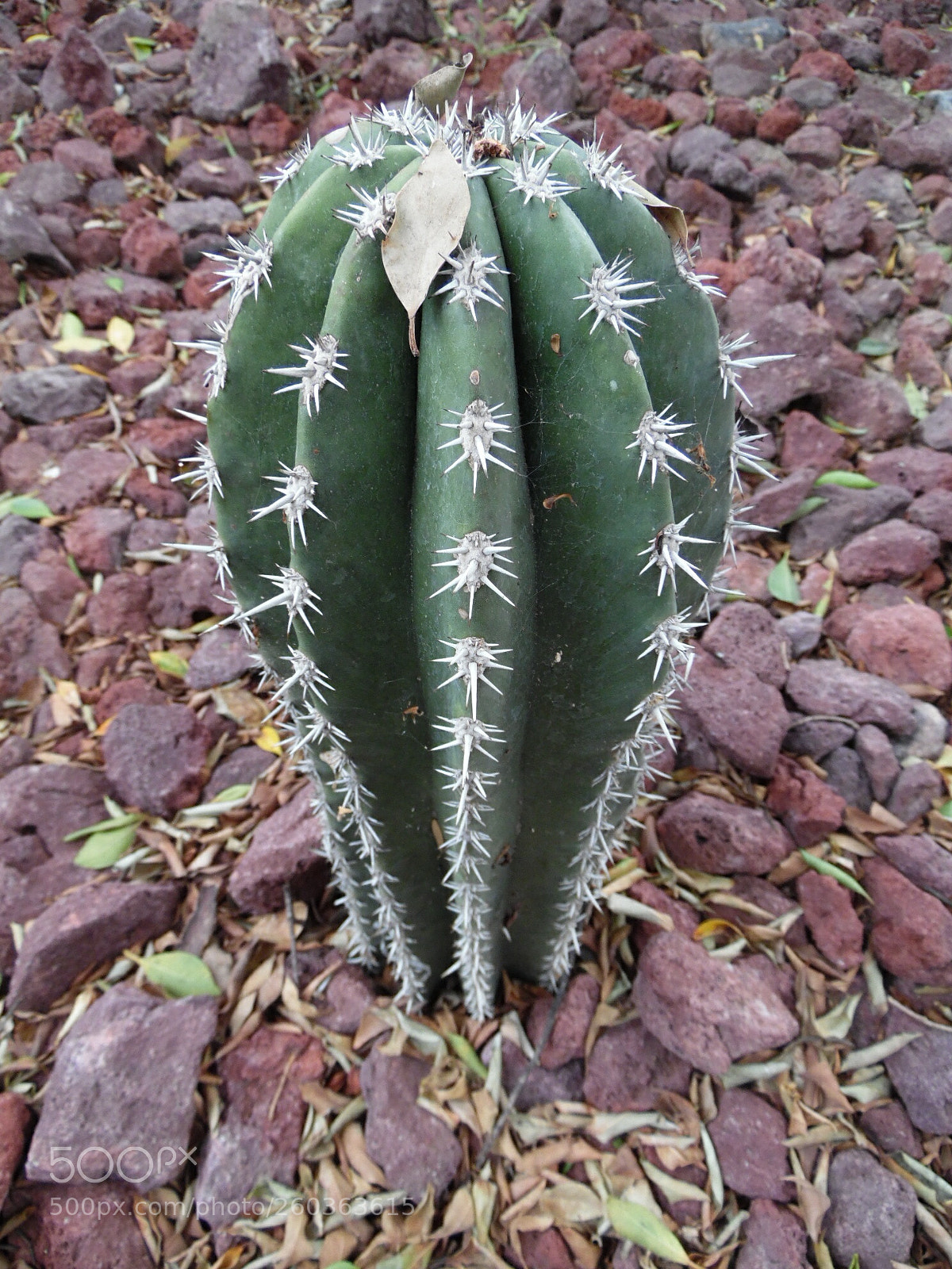 Samsung WB1100F/WB1101F/WB1102F sample photo. Big cactus photography