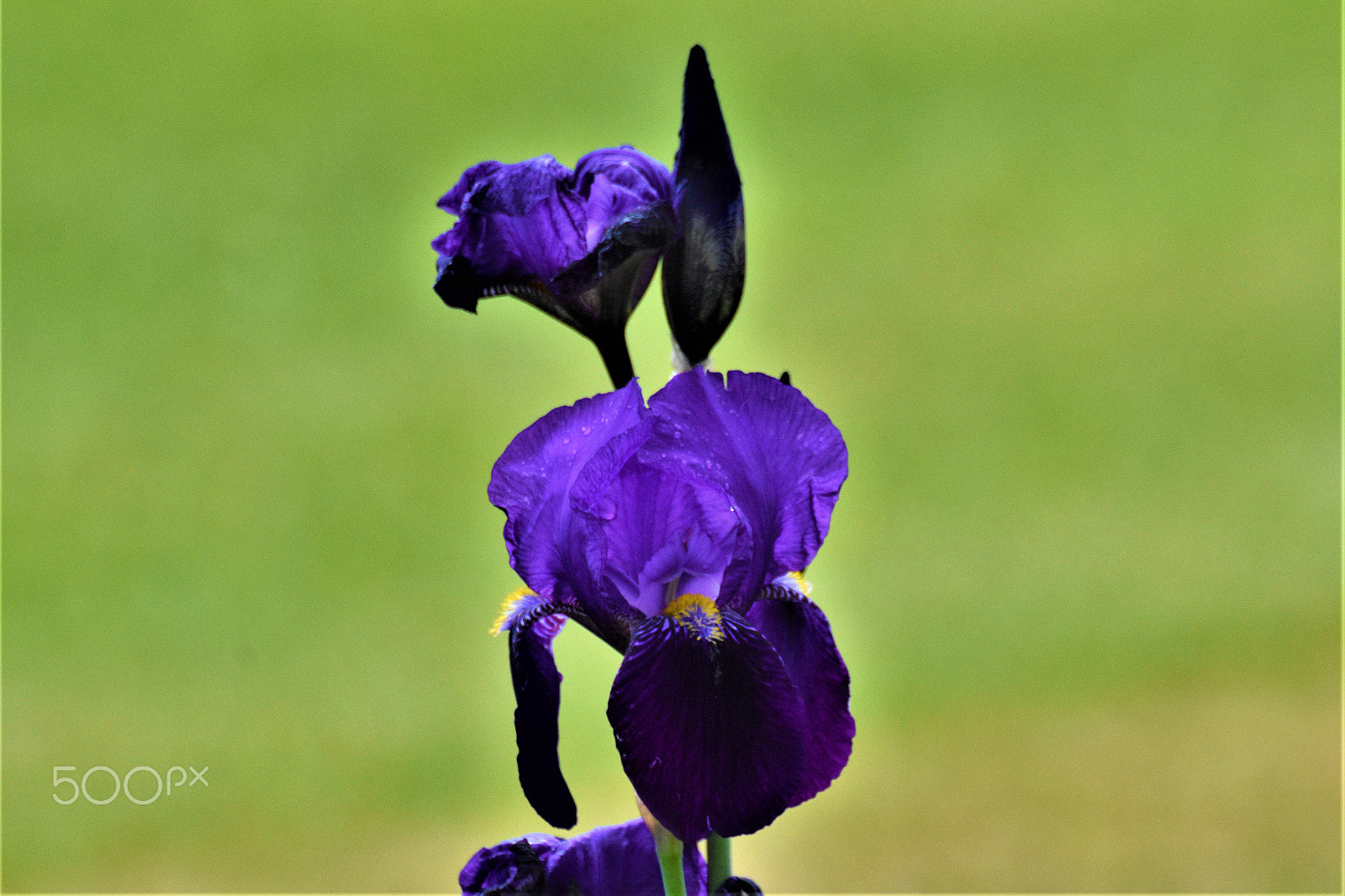 Nikon D7200 sample photo. Traumhafte natur-dreamlike nature photography