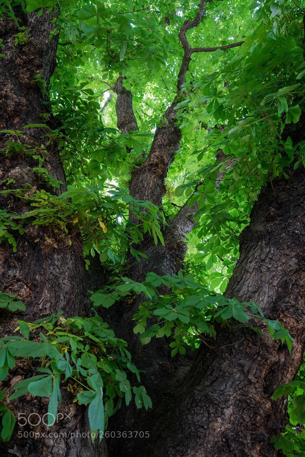 Sony a7 sample photo. Kastanienbaum  photography