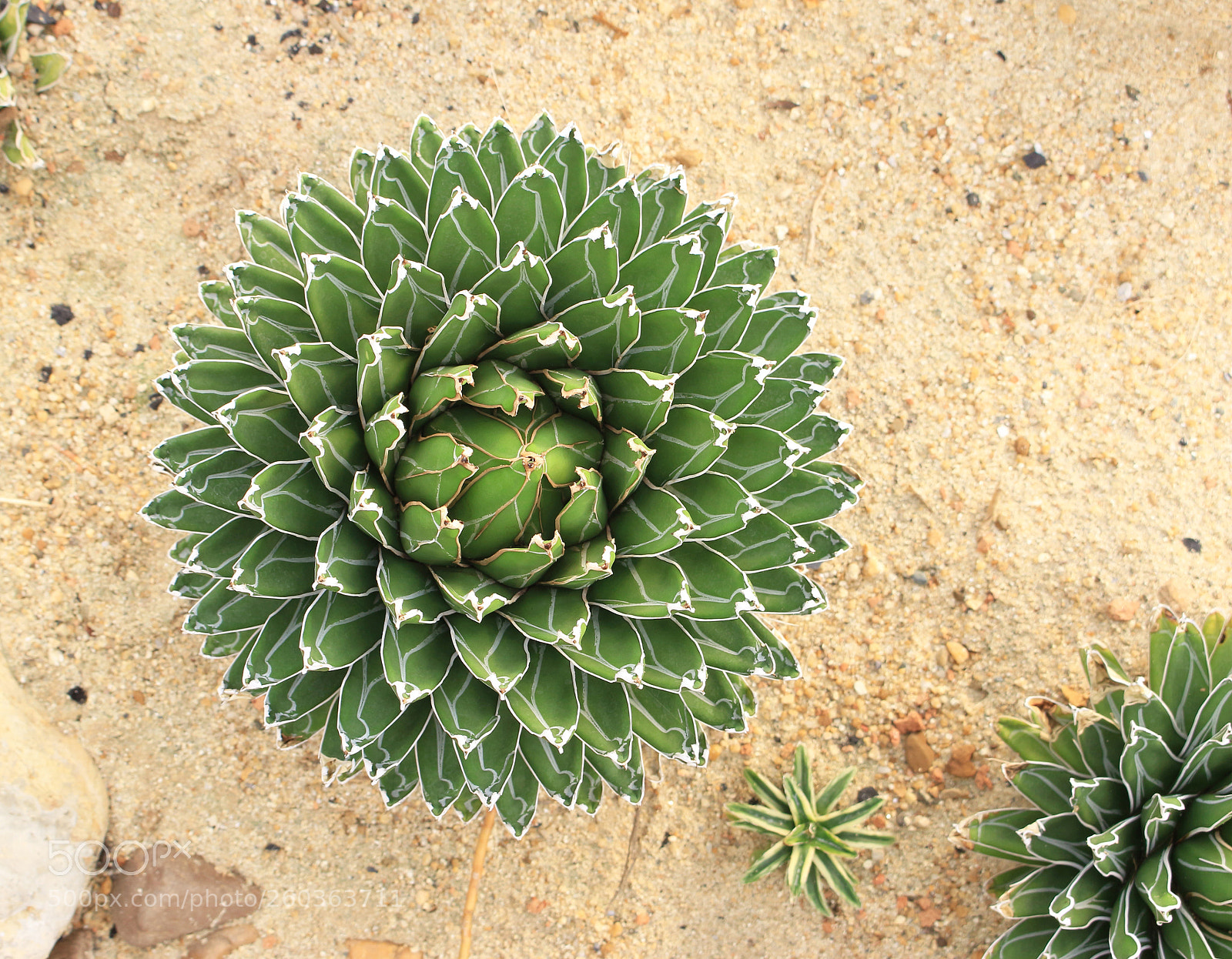 Canon EOS 700D (EOS Rebel T5i / EOS Kiss X7i) sample photo. Cactus growing in the photography