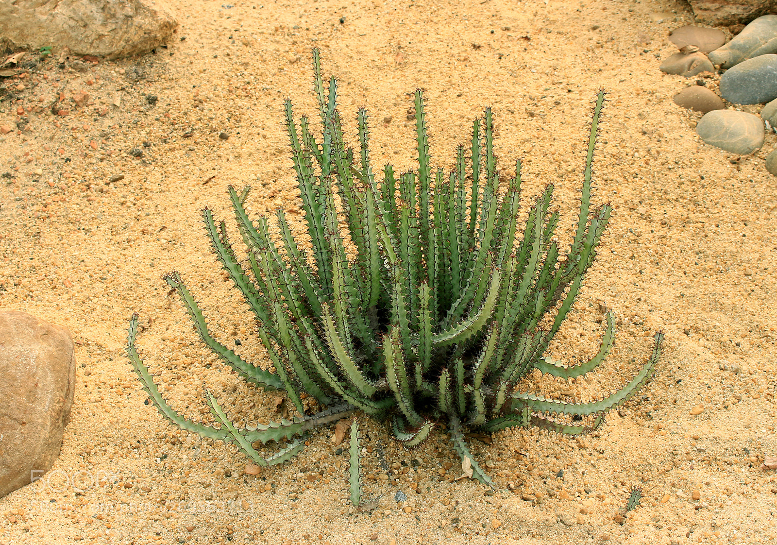 Canon EOS 700D (EOS Rebel T5i / EOS Kiss X7i) sample photo. Cactus growing in the photography