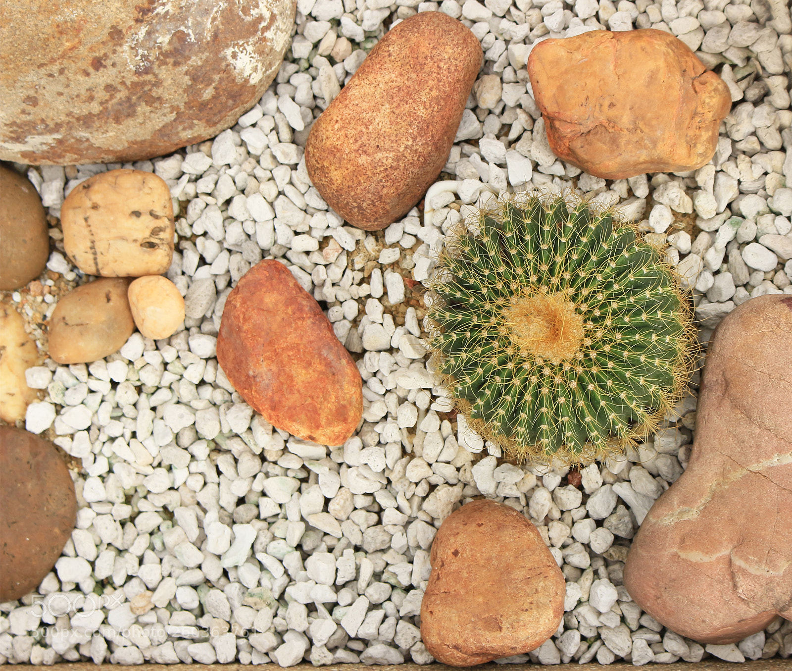 Canon EOS 700D (EOS Rebel T5i / EOS Kiss X7i) sample photo. Cactus growing in the photography