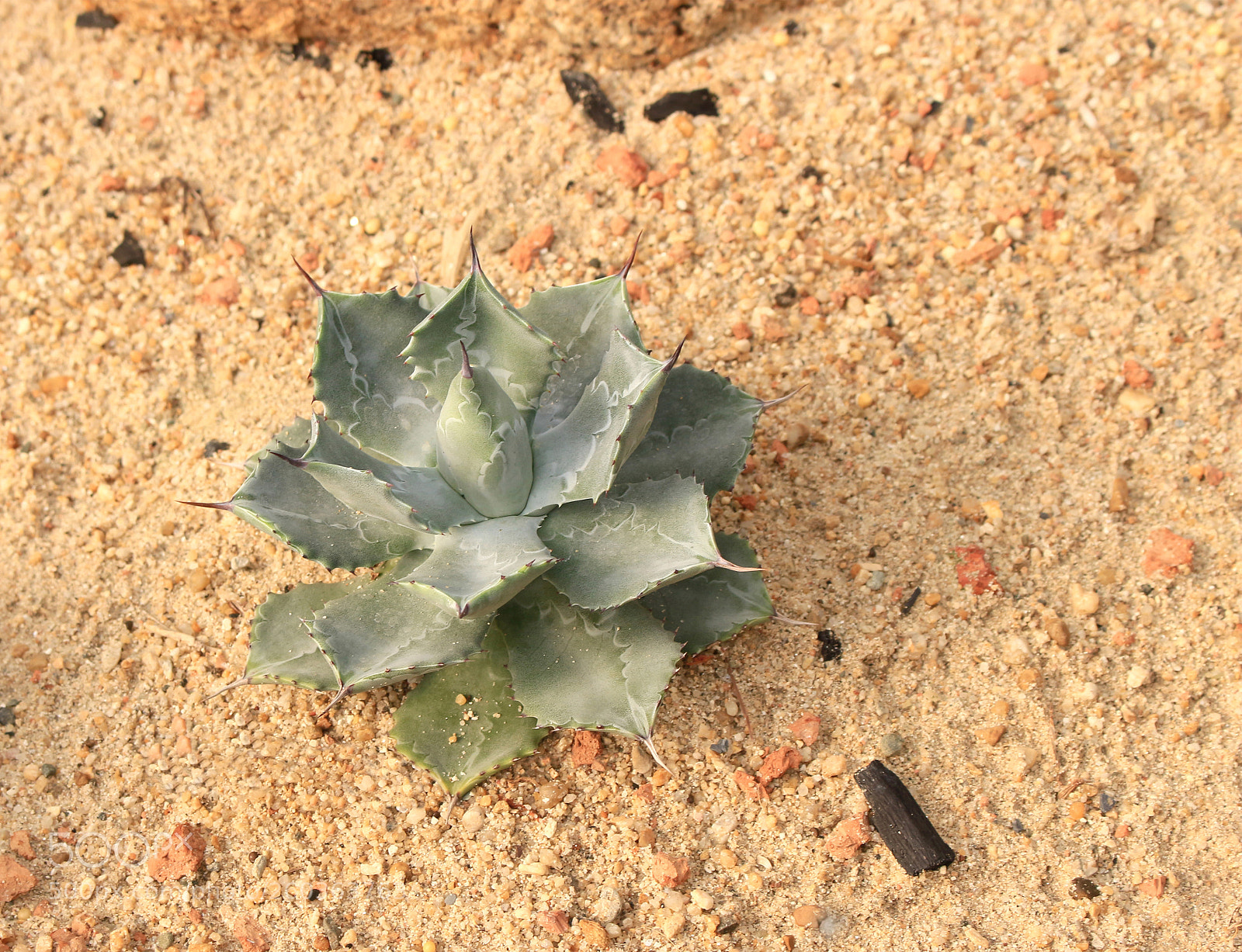 Canon EOS 700D (EOS Rebel T5i / EOS Kiss X7i) sample photo. Cactus growing in the photography