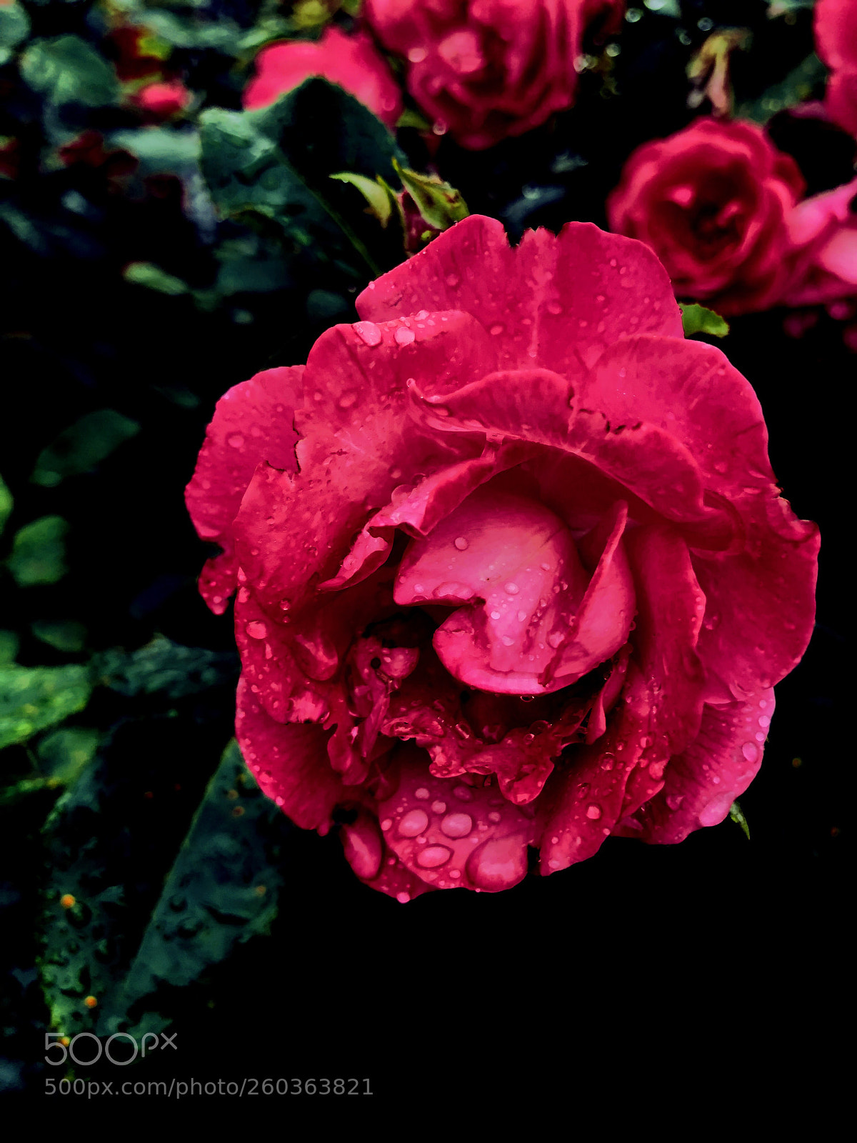 Apple iPhone 8 Plus sample photo. Rose of my heart photography