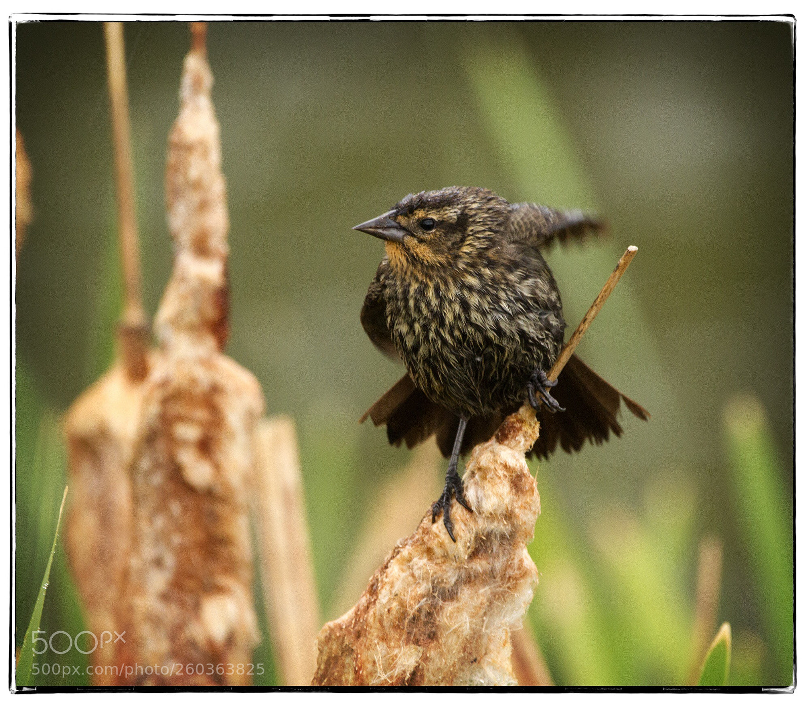 Canon EOS 7D sample photo. Female blackbird in the photography
