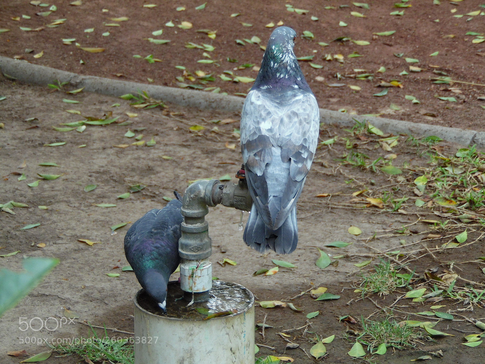 Samsung WB1100F/WB1101F/WB1102F sample photo. Pigeons photography