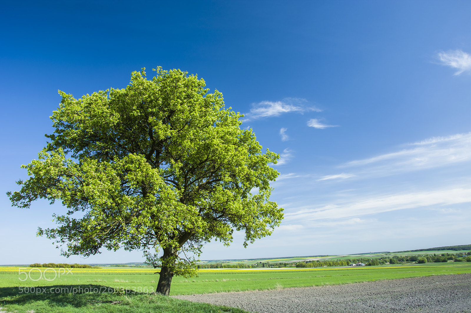 Nikon D5200 sample photo. Huge tree in the photography