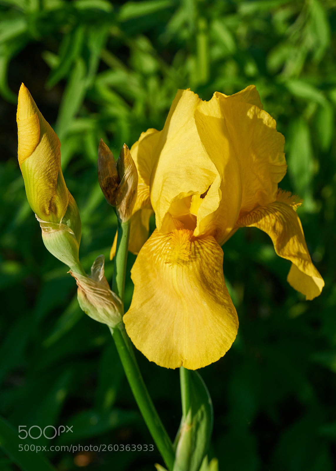 Sony a7R II sample photo. Dsc photography