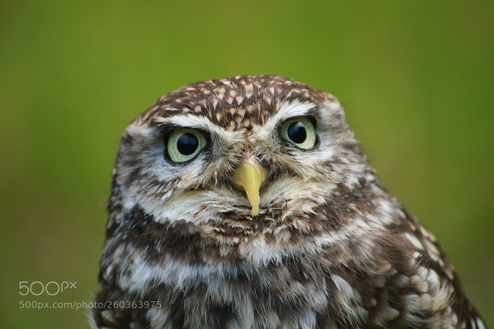 Canon EOS 70D sample photo. Owl portrait photography