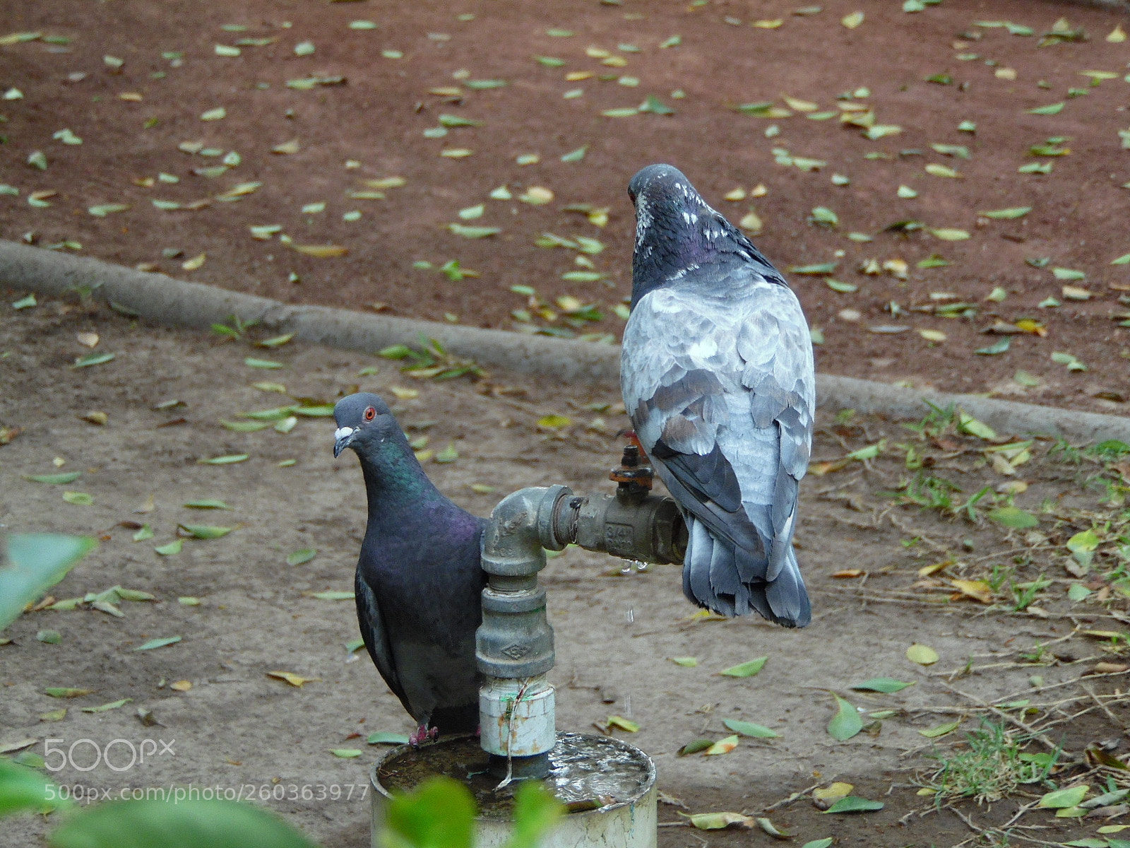 Samsung WB1100F/WB1101F/WB1102F sample photo. The pigeon's look photography