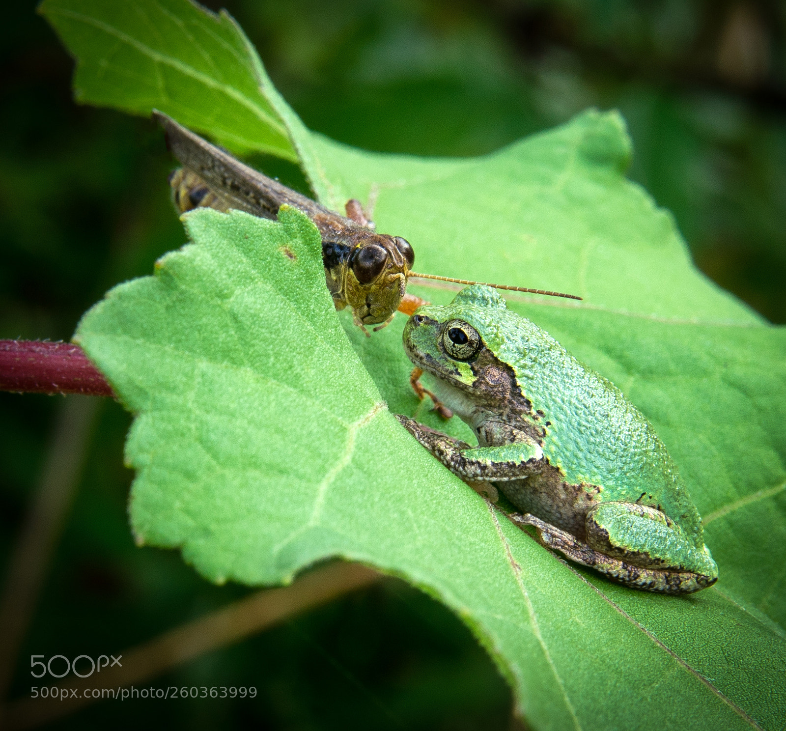 Sony a7R sample photo. An interspecies relationship photography