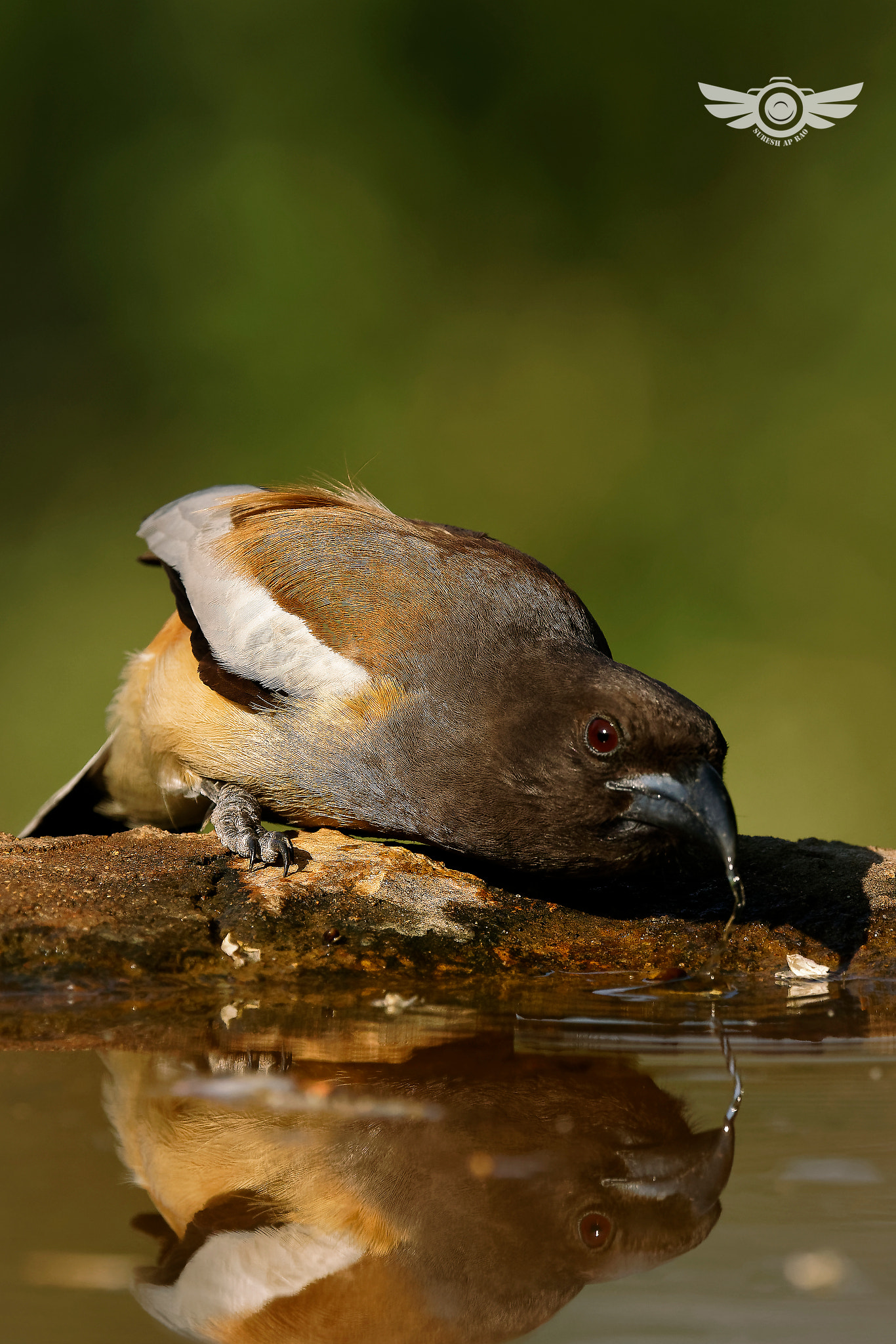 Sony a99 II sample photo. Reflecting treepie photography