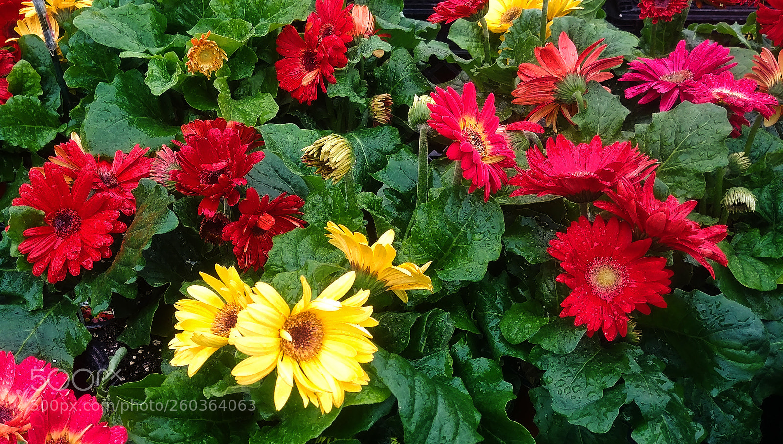 LG G6 sample photo. Red and yellow photography