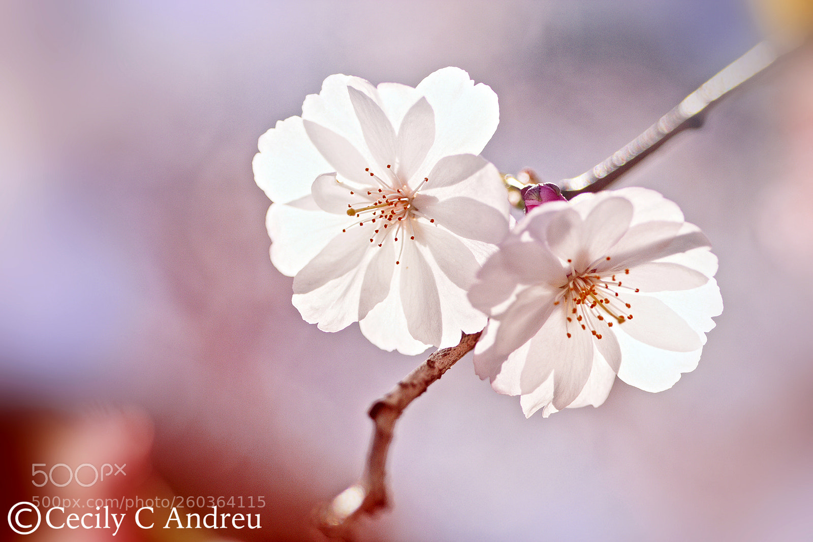 Canon EOS 40D sample photo. Luminous photography