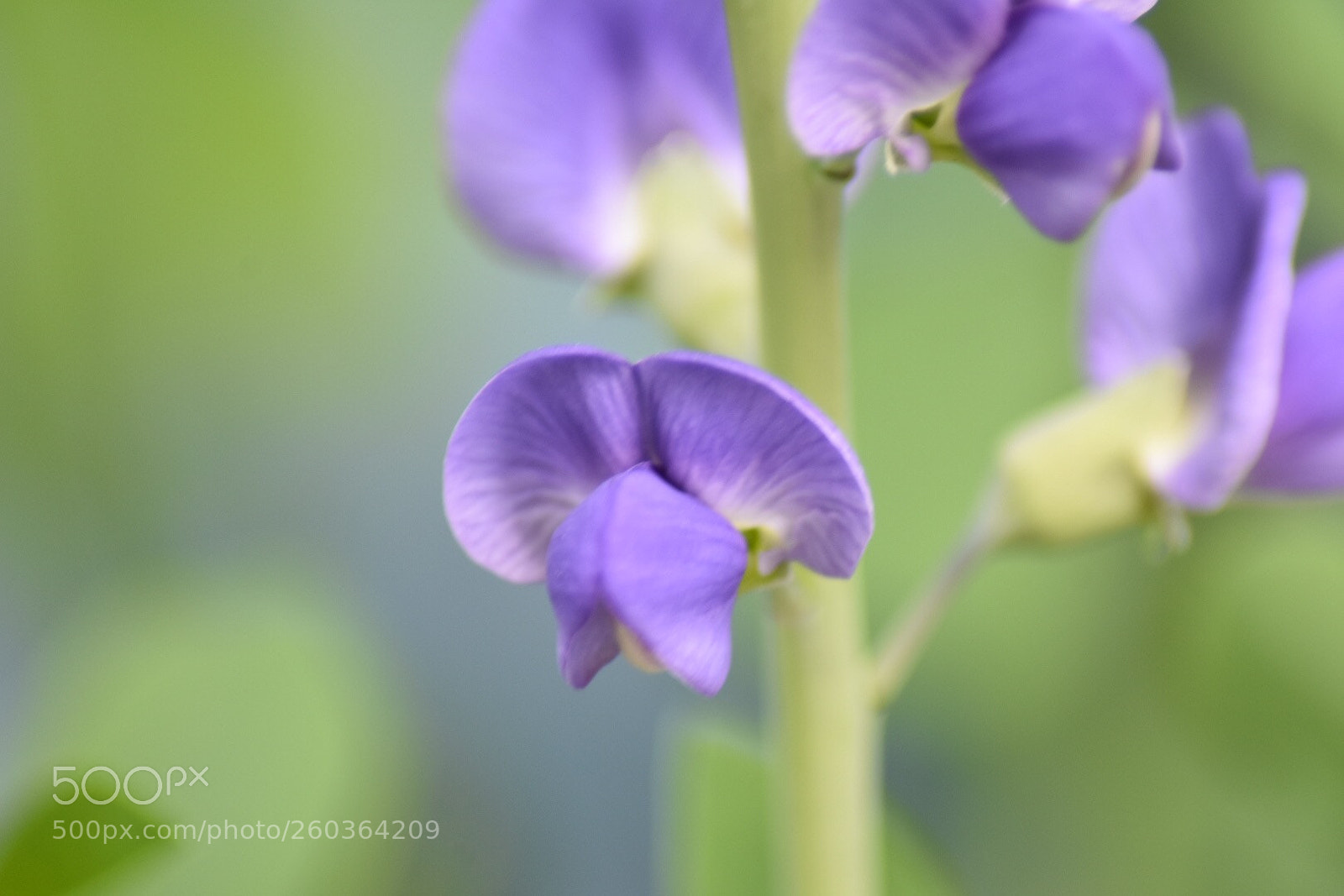 Nikon D3400 sample photo. Michigan wildflowers  photography