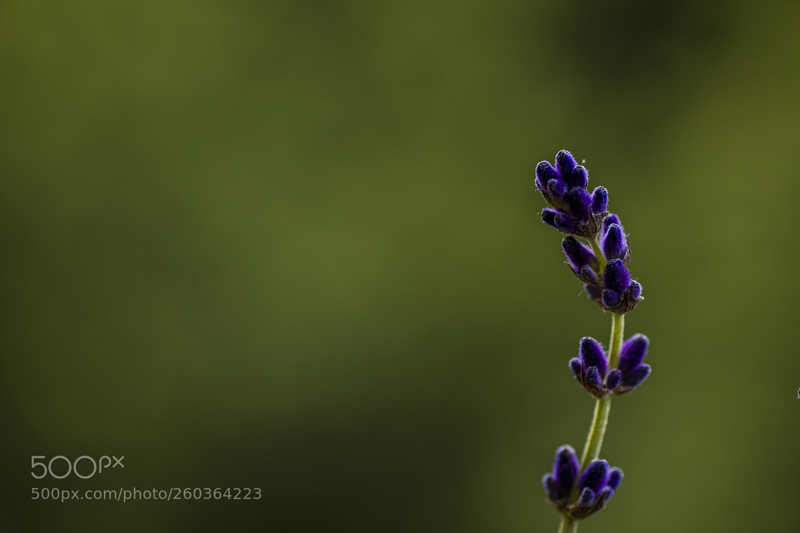 Canon EOS 5DS sample photo. Lavendel photography