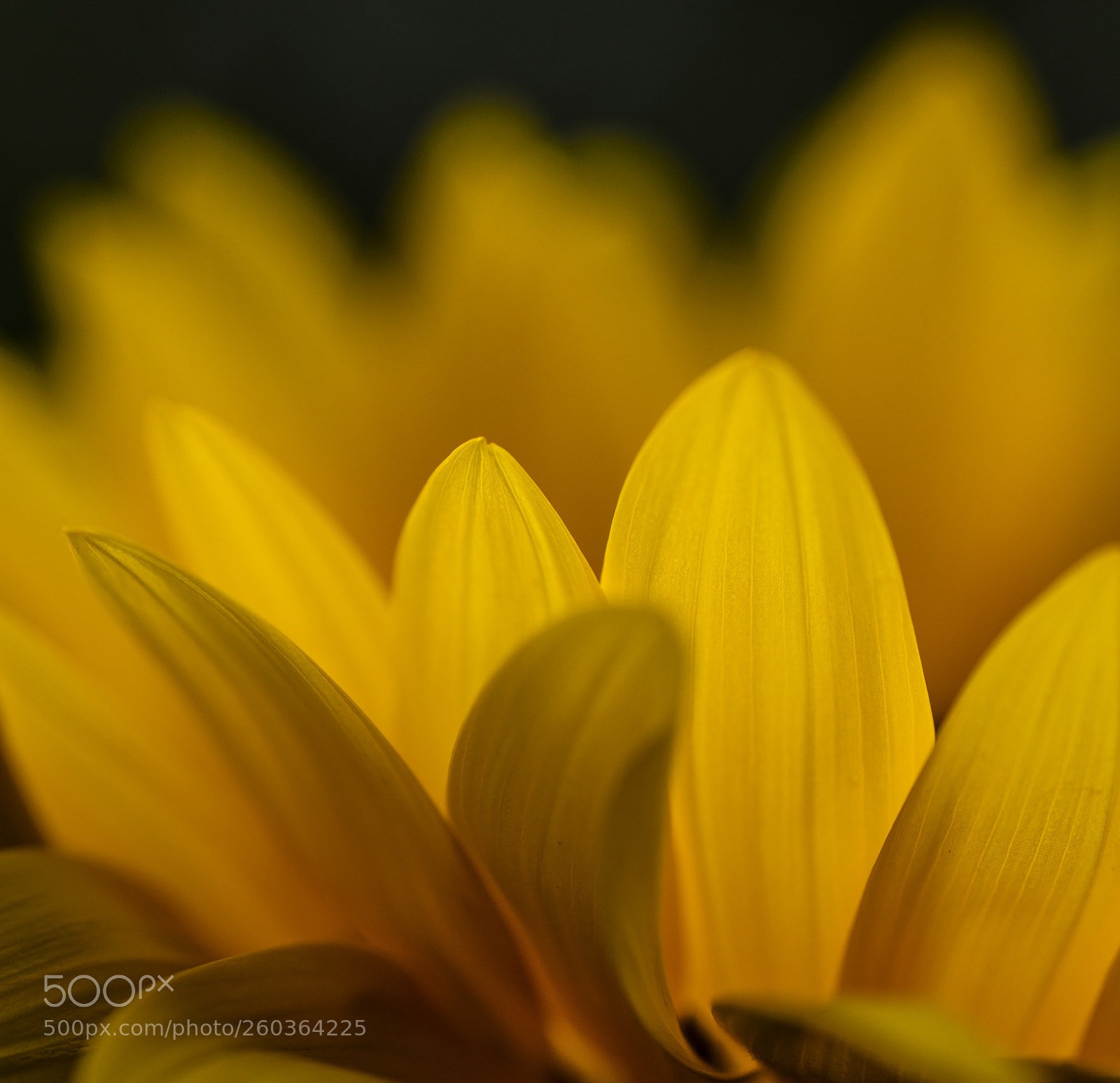 Canon EOS 5DS sample photo. Sunflower photography