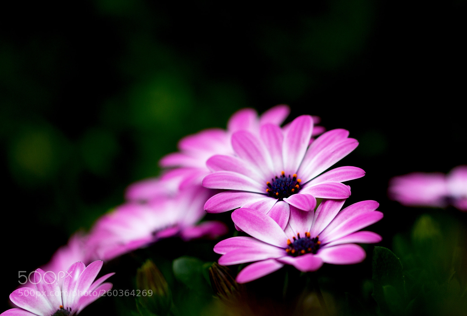 Canon EOS 700D (EOS Rebel T5i / EOS Kiss X7i) sample photo. Colorful rockery photography