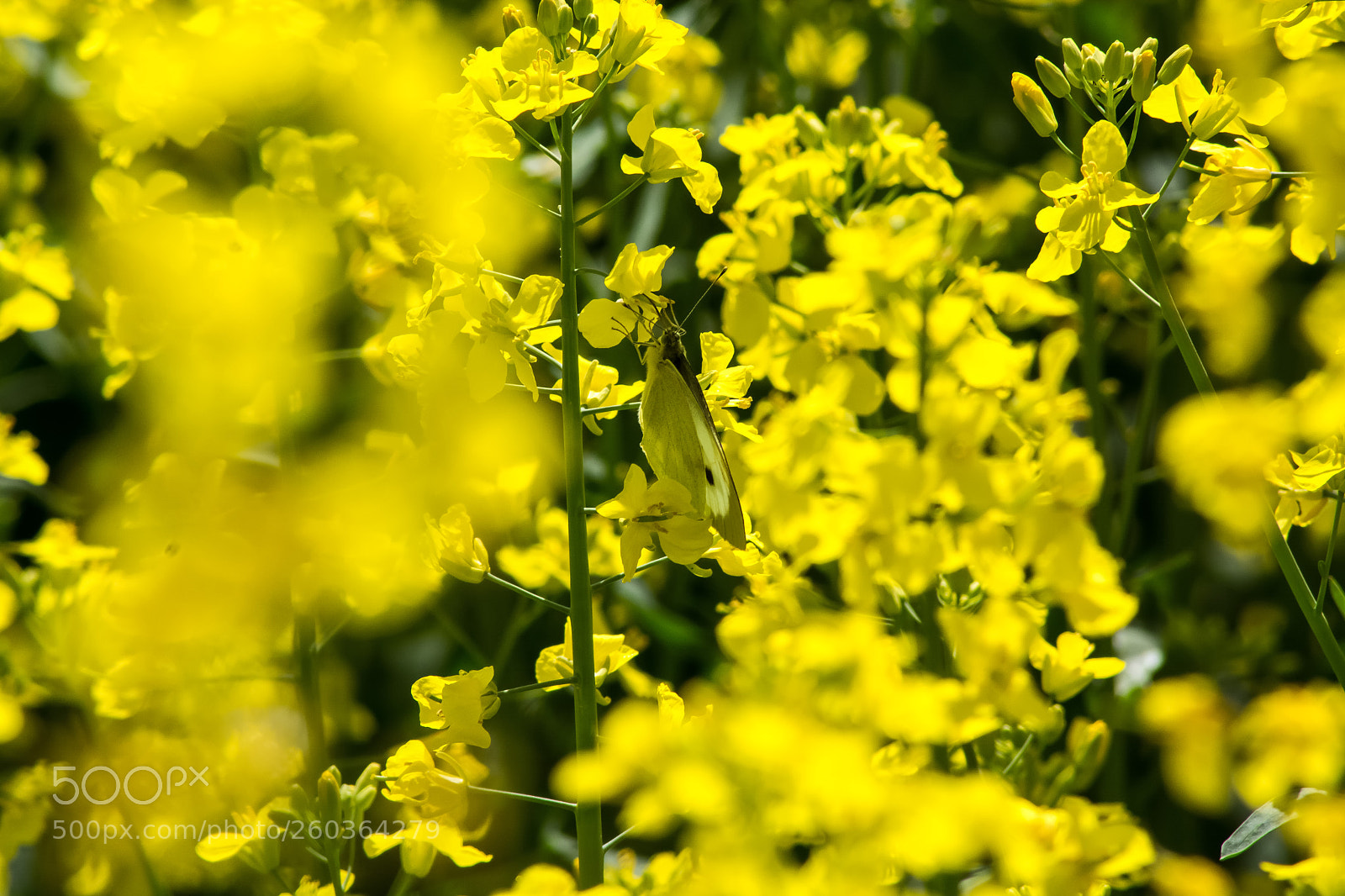Nikon D7100 sample photo. I'm a little butterfly photography