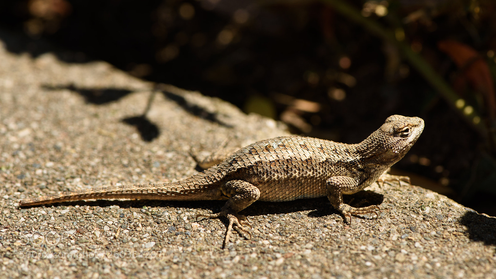 Nikon D750 sample photo. Lizard photography