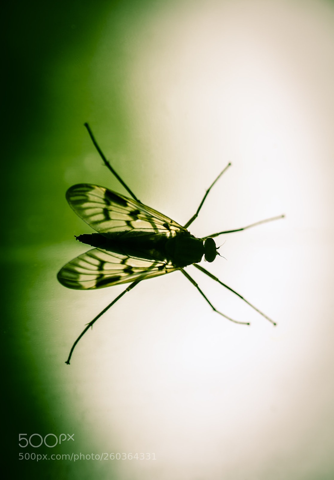 Canon EOS 5DS sample photo. Insect photography