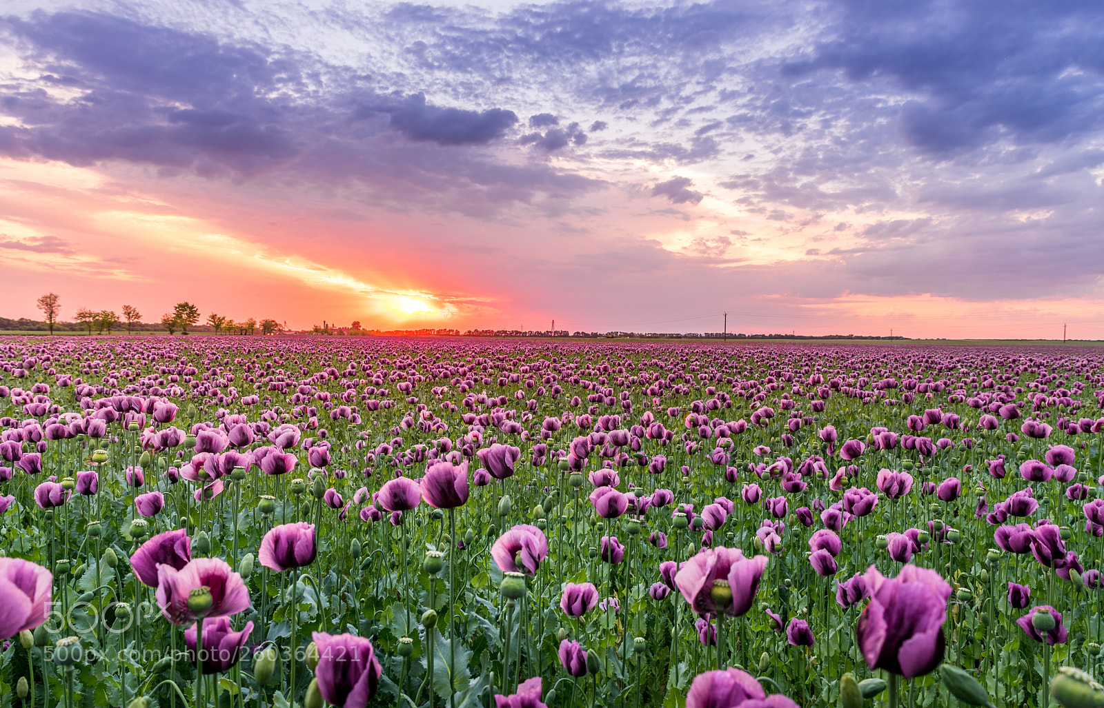 Sony a7 II sample photo. Poppy land photography