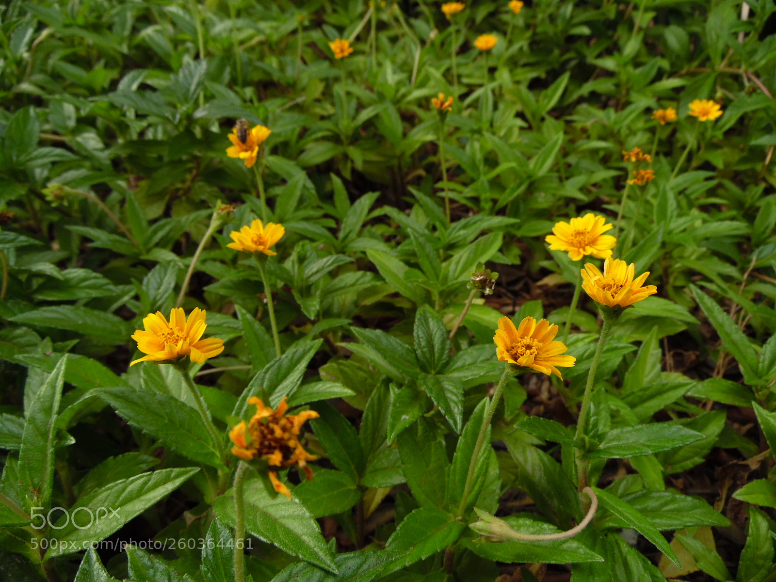 Samsung WB1100F/WB1101F/WB1102F sample photo. Community floral photography