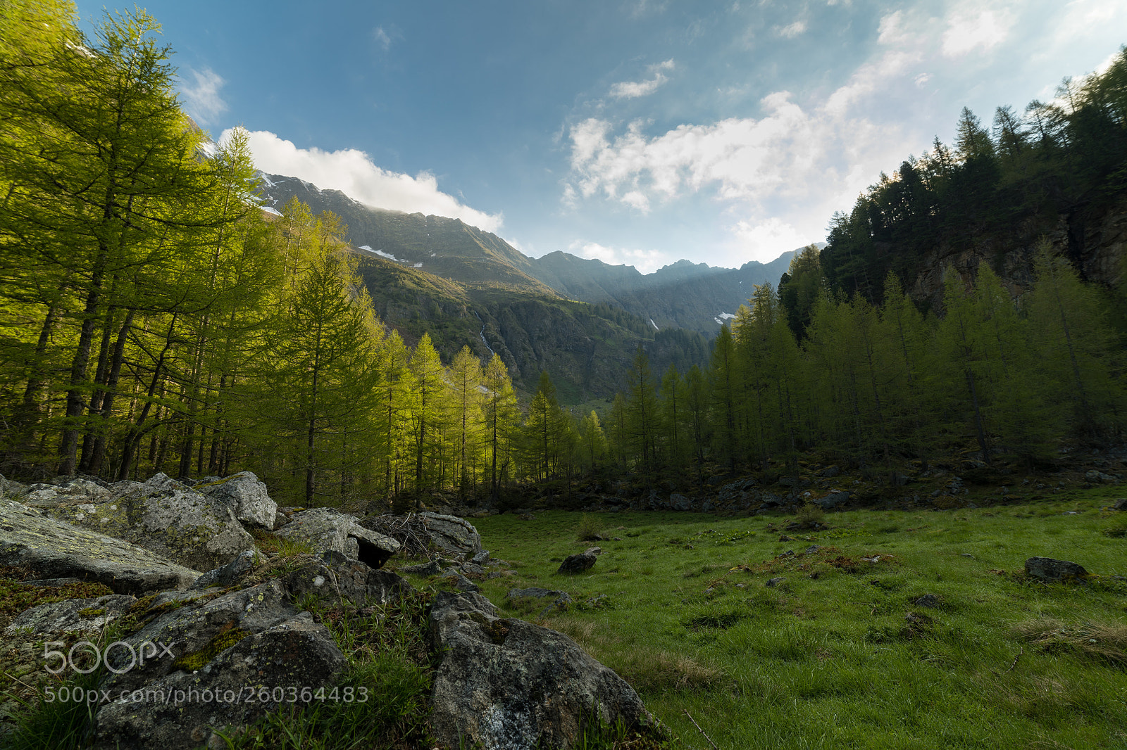 Nikon D850 sample photo. Alpine forest morning photography
