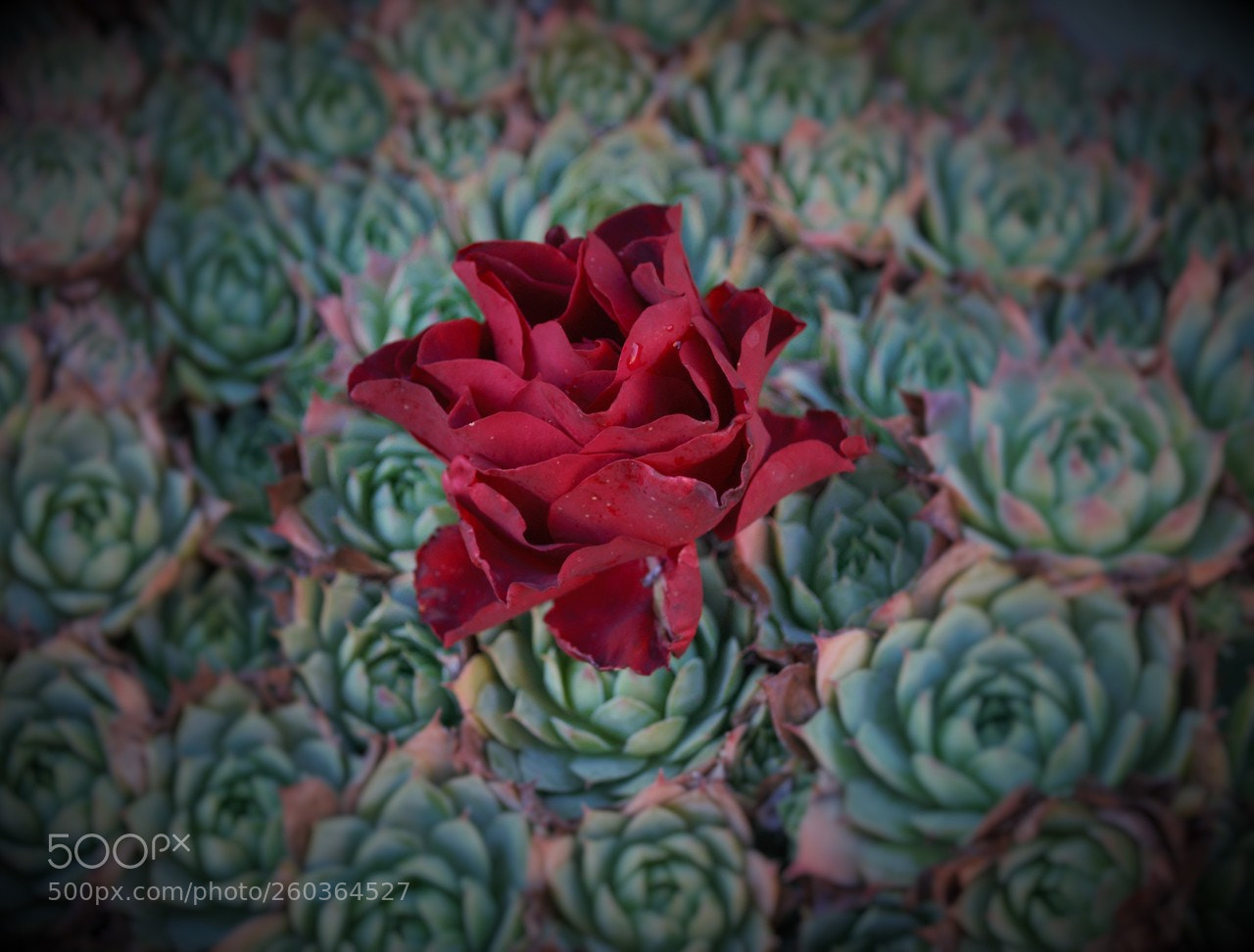 Nikon D3000 sample photo. Rose photography