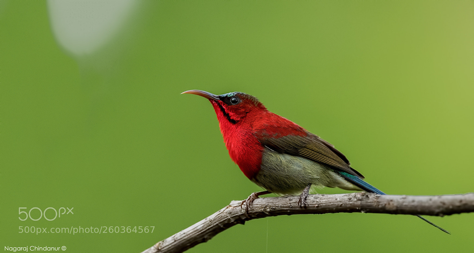 Nikon D5 sample photo. Crimsom sunbird photography
