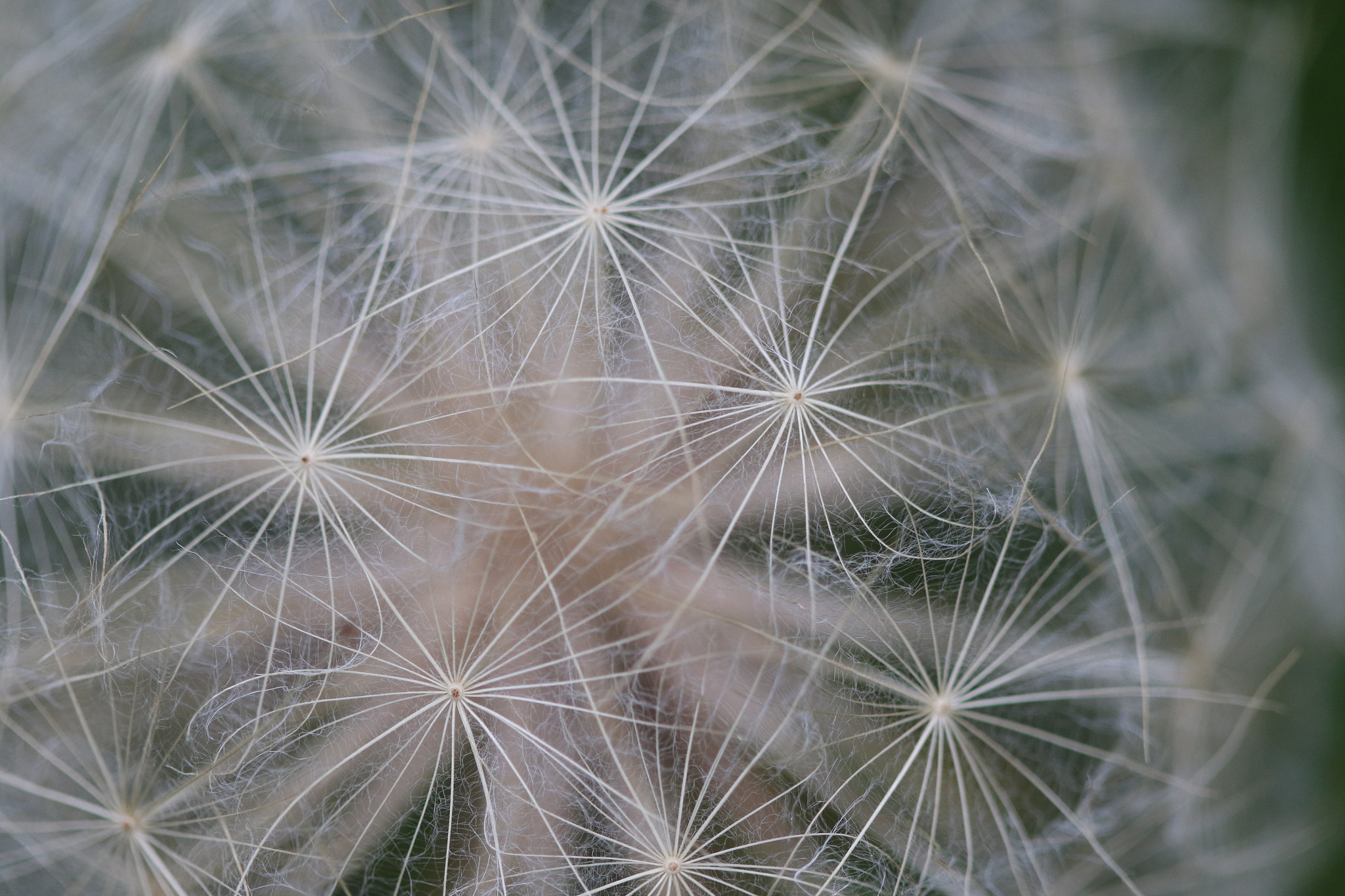 Canon EF 100mm F2.8 Macro USM sample photo. Pattern photography