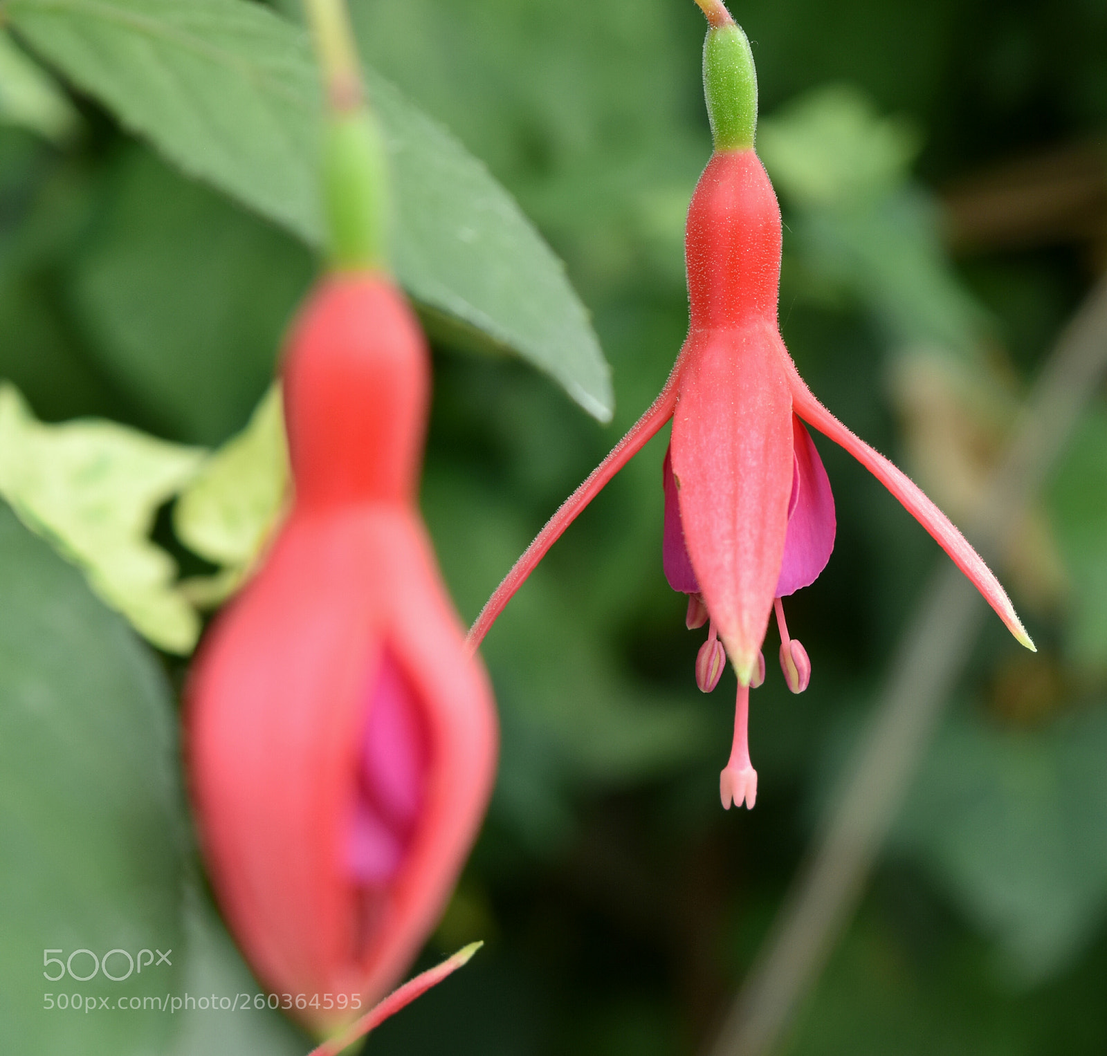 Nikon D5500 sample photo. Untitled photography