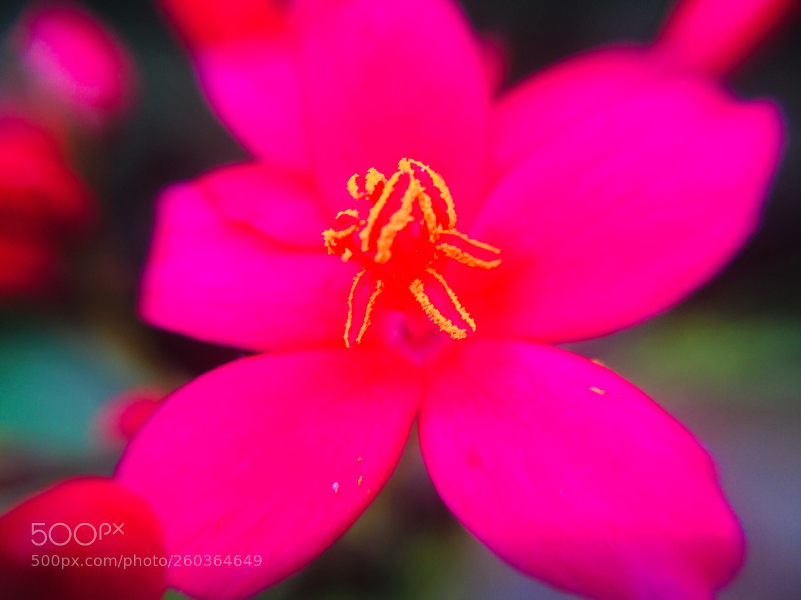 Apple iPhone 6s sample photo. Colourful !  photography
