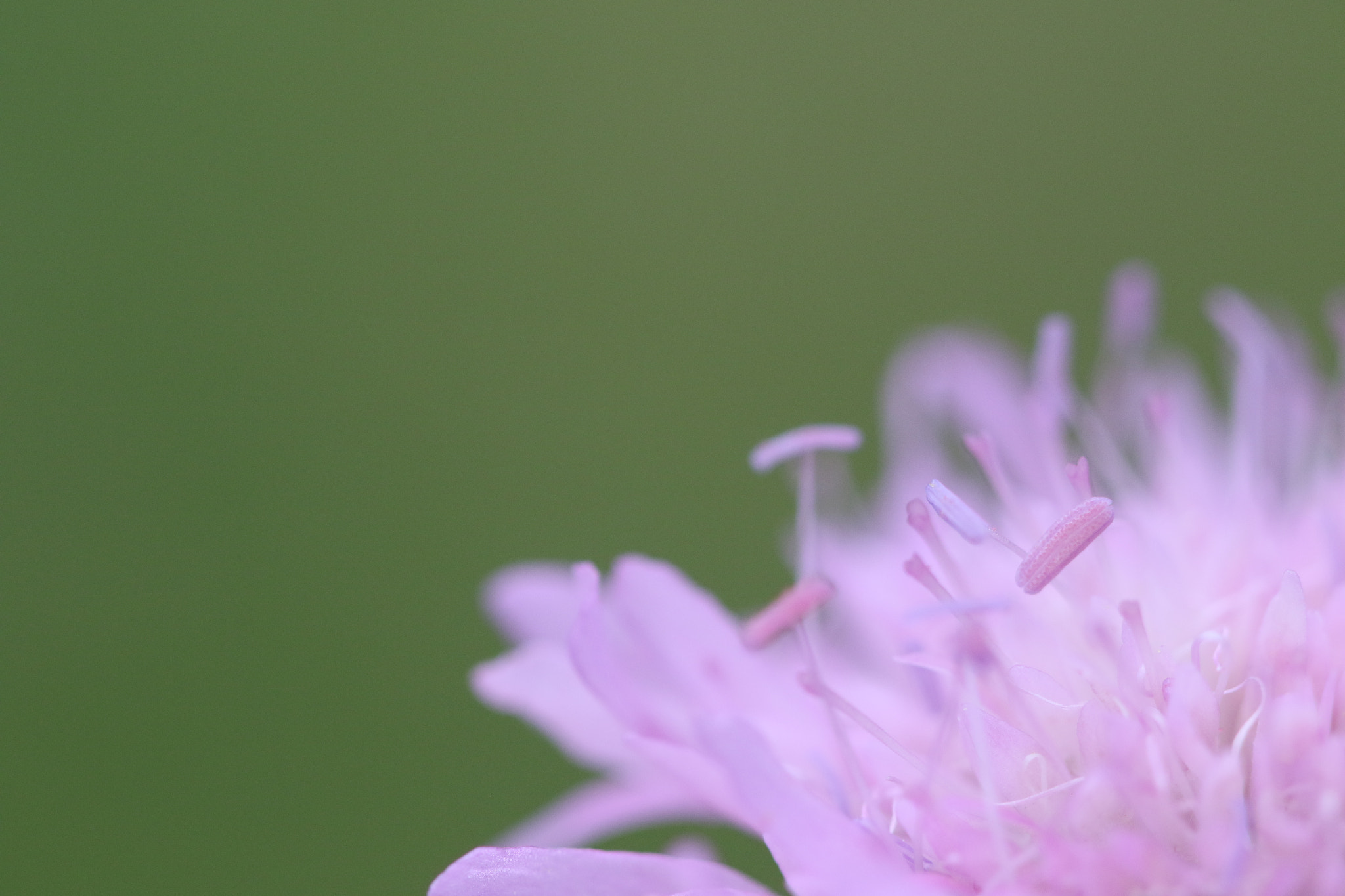 Canon EF 100mm F2.8 Macro USM sample photo. Flowers photography