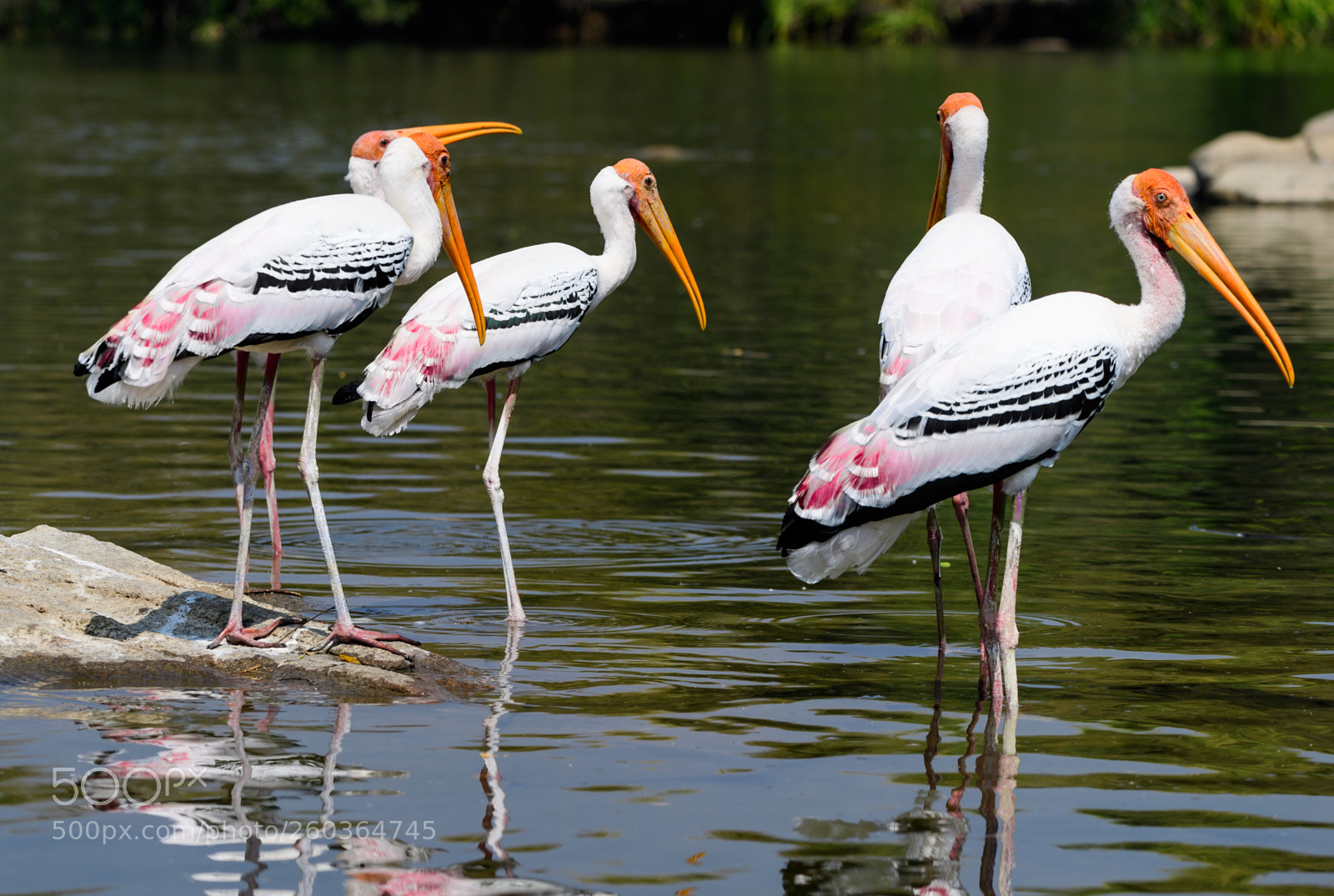 Nikon D5 sample photo. Painted storks photography