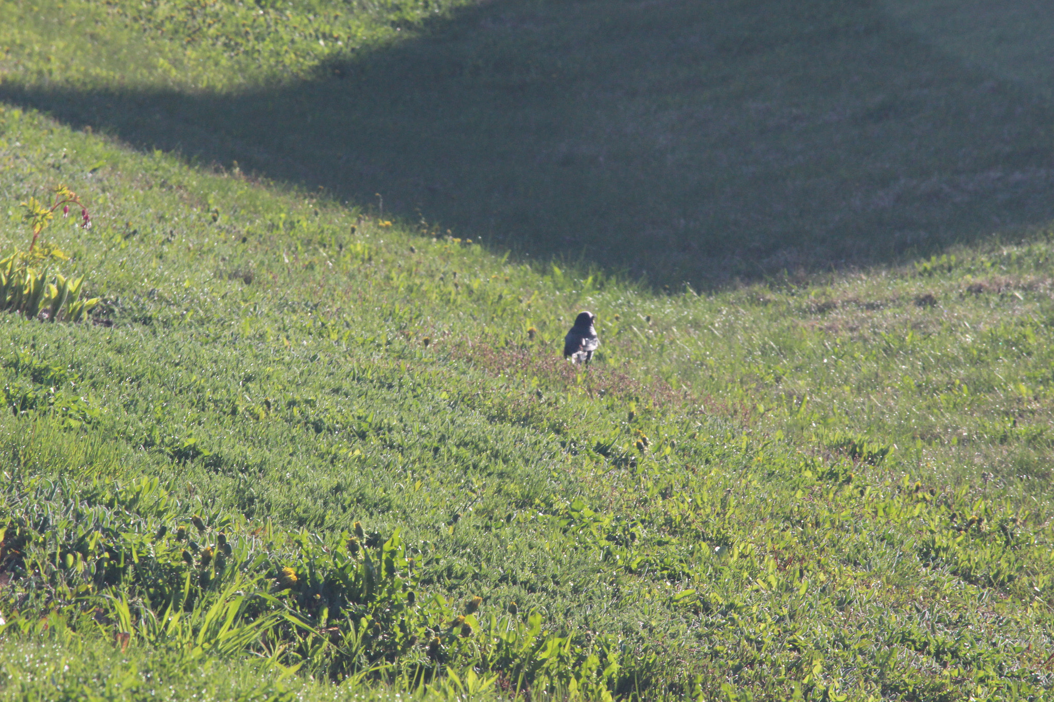 Canon EF-S 55-250mm F4-5.6 IS STM sample photo. Img photography