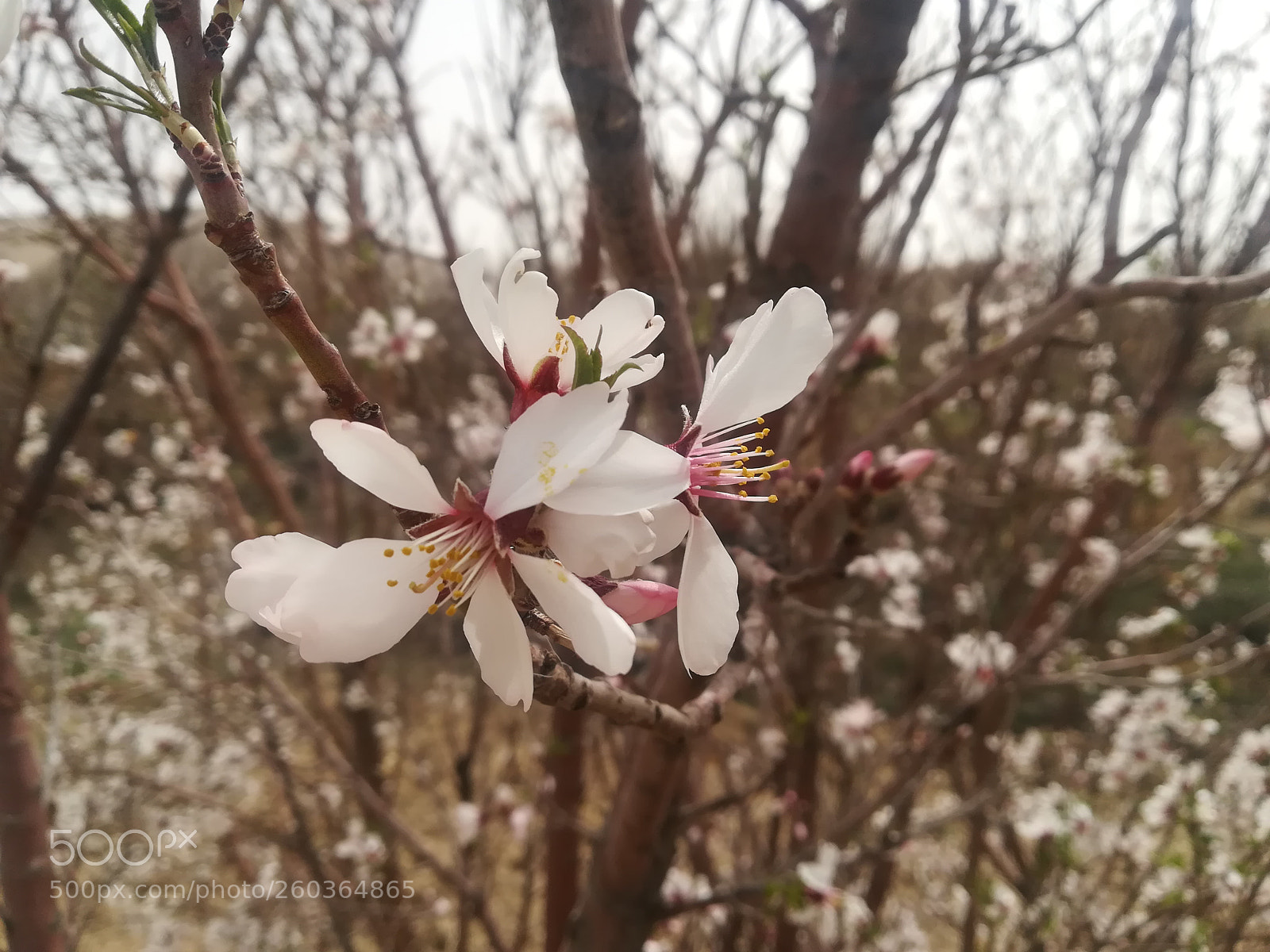 HUAWEI P10 lite sample photo. Untitled photography