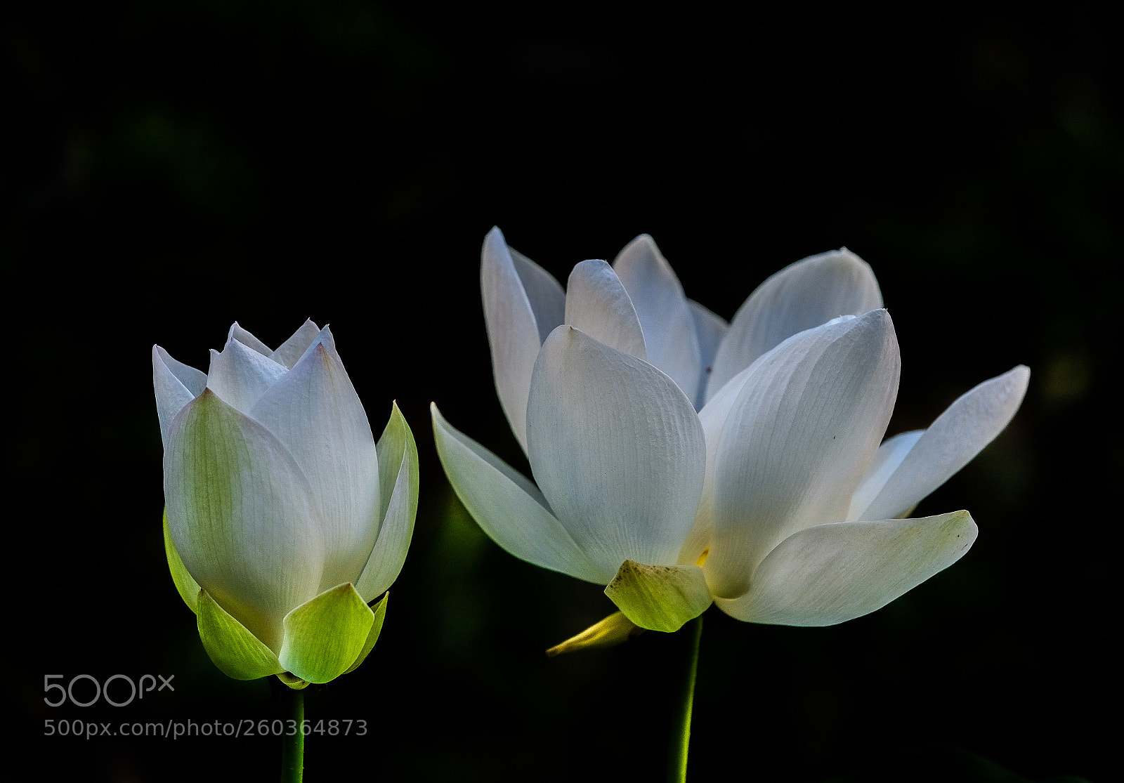 Fujifilm X-H1 sample photo. Waterlily photography