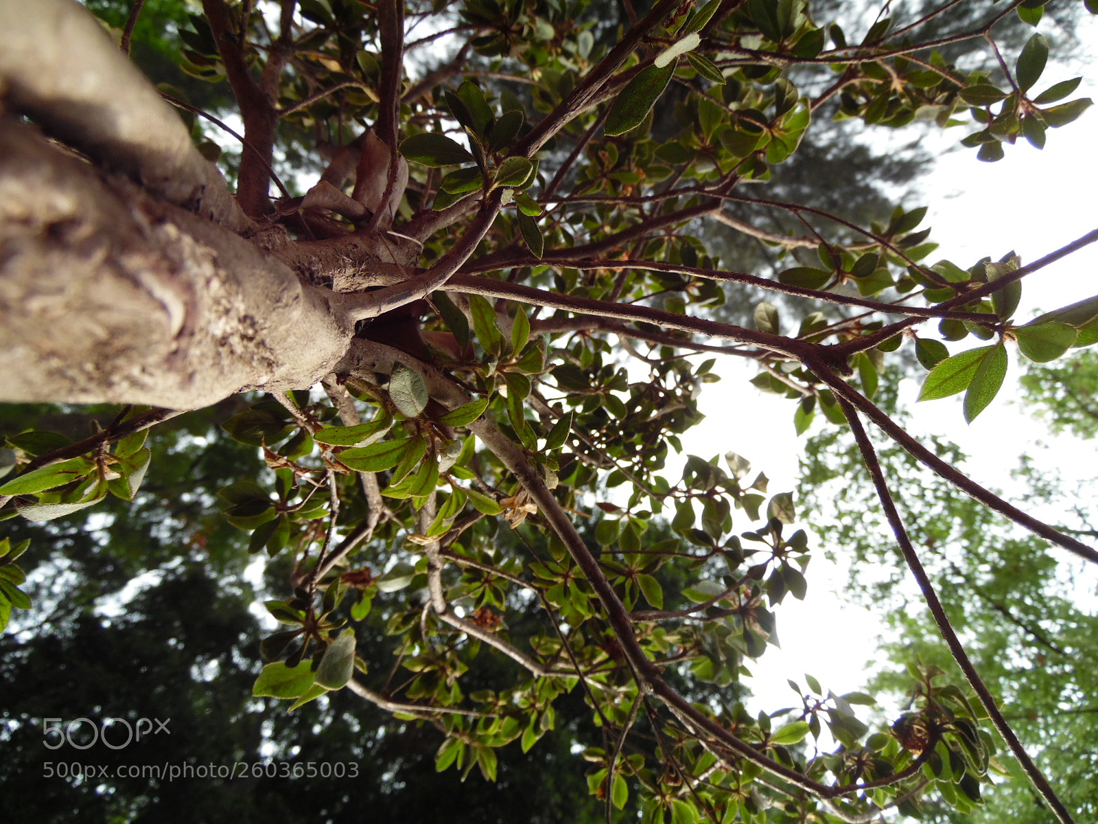 Samsung WB1100F/WB1101F/WB1102F sample photo. Arrival of leafs photography