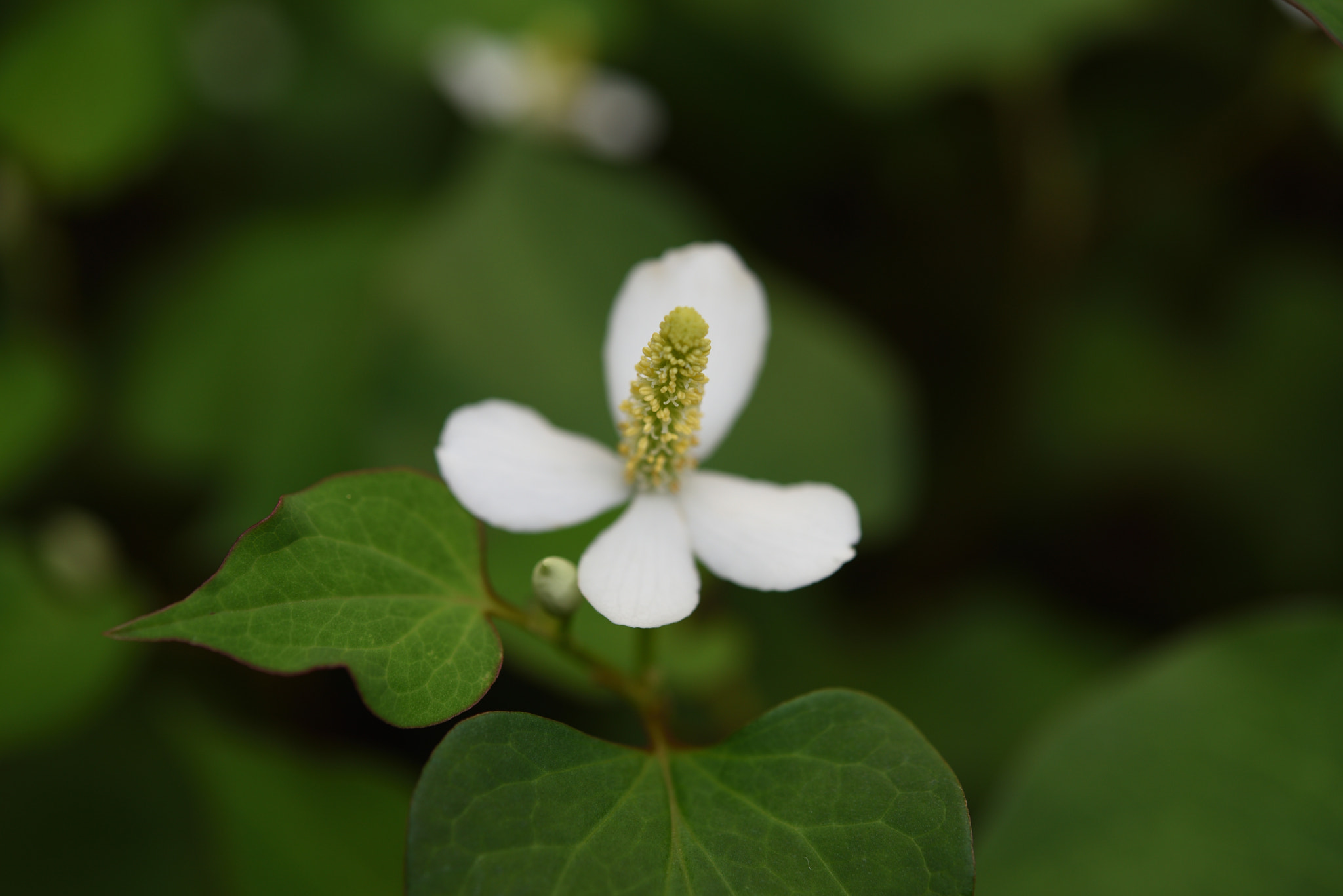 Nikon AF-S Micro-Nikkor 60mm F2.8G ED sample photo. ドクダミ photography