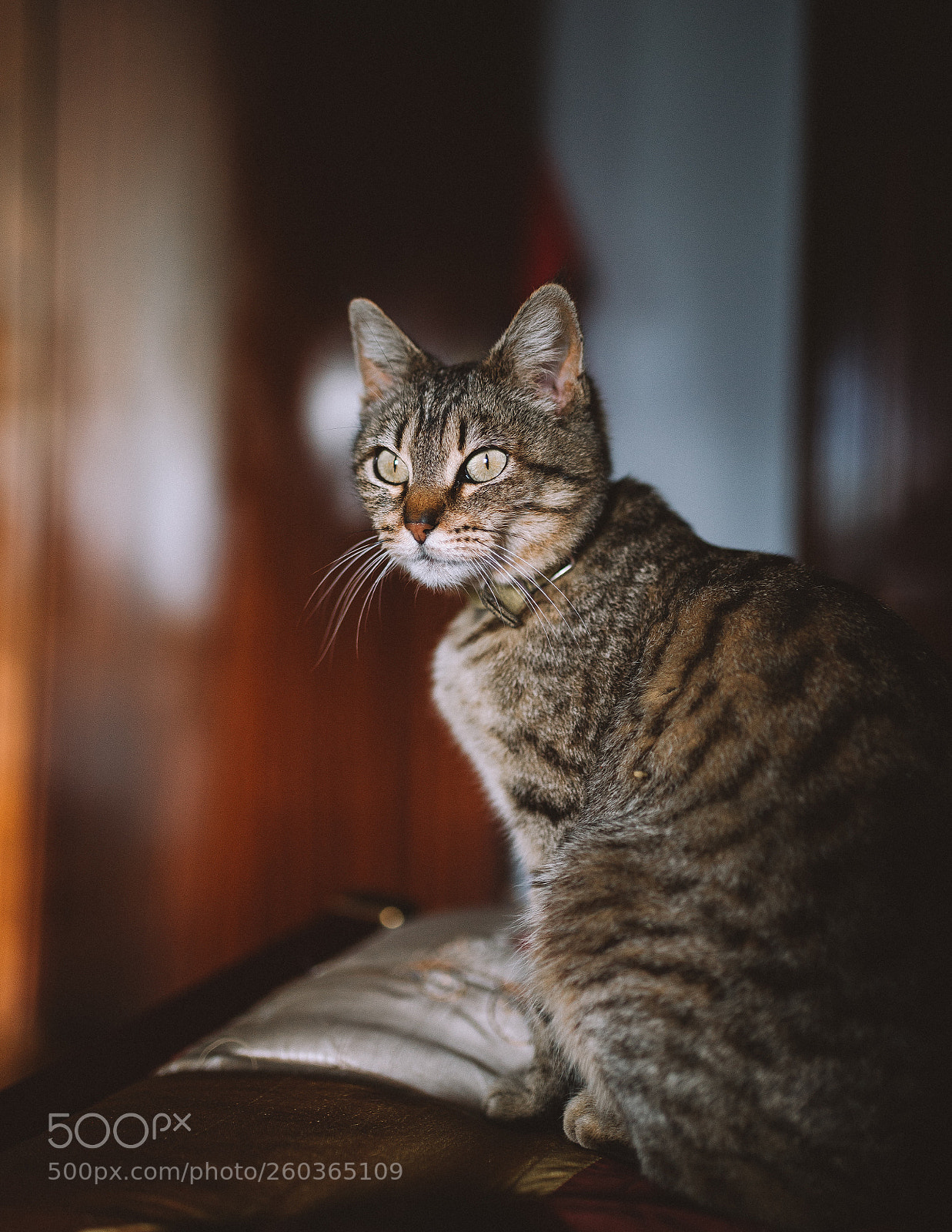 Nikon D610 sample photo. Untitled photography