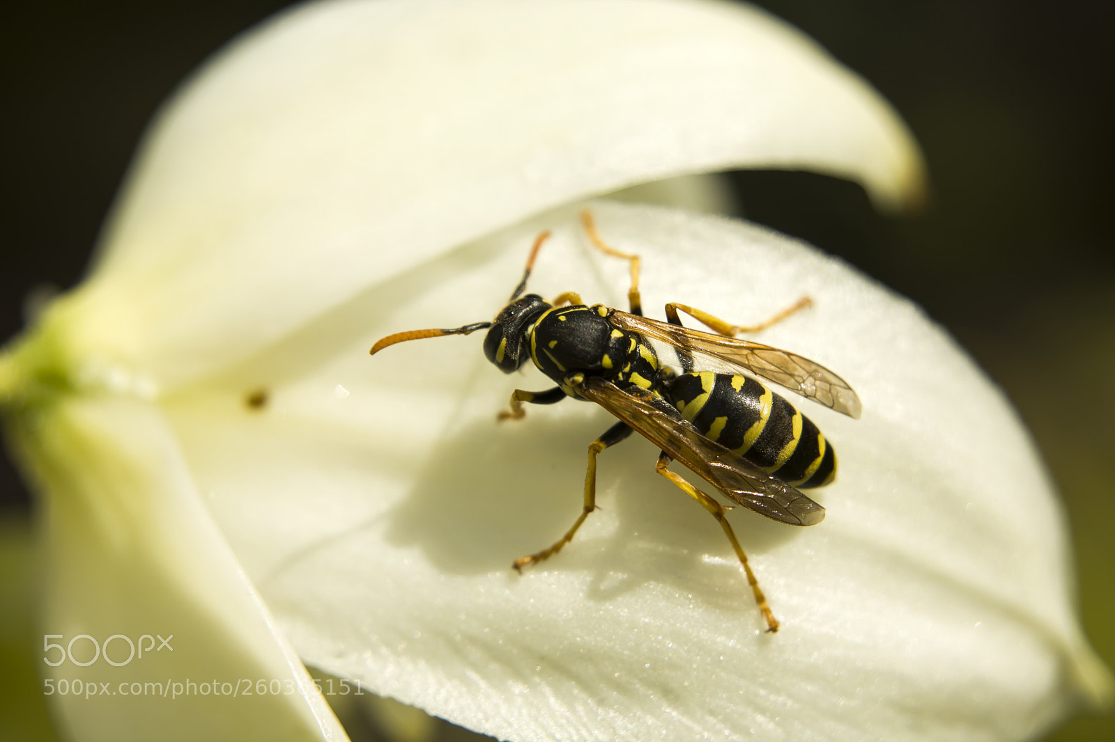 Nikon D5200 sample photo. Single wasp on flower photography