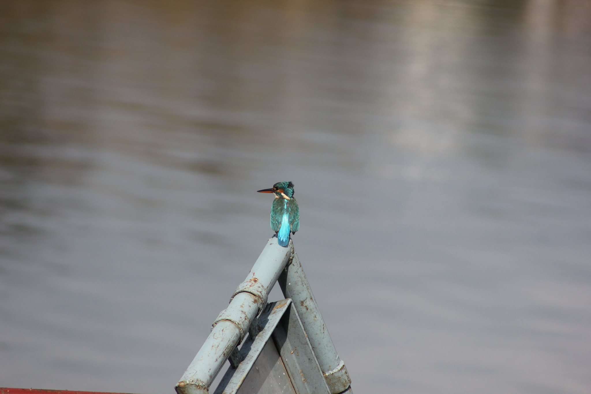 Canon EOS 550D (EOS Rebel T2i / EOS Kiss X4) + Canon EF 75-300mm f/4-5.6 USM sample photo. Beauty of small blue kingfisher photography