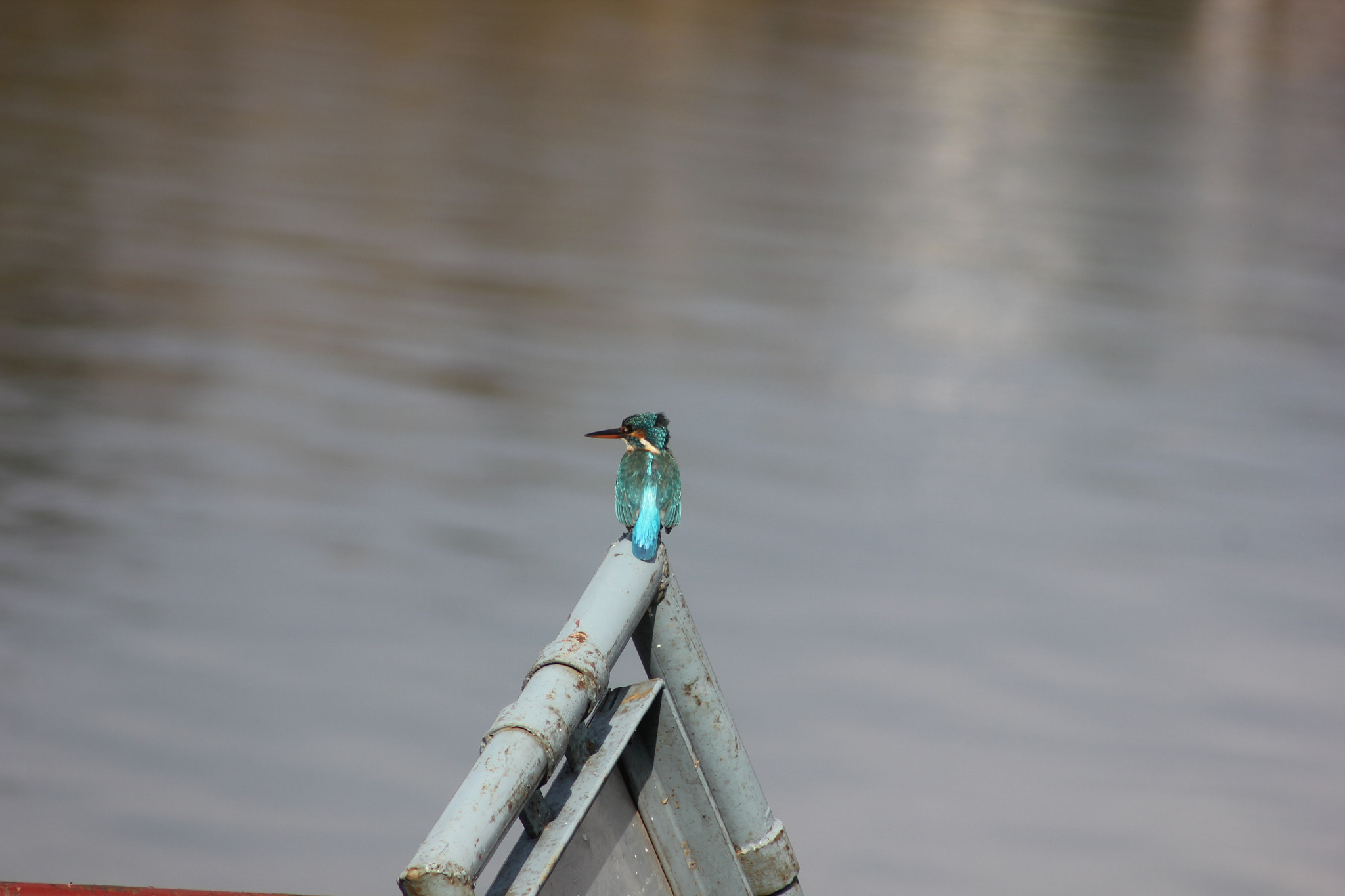 Canon EF 75-300mm f/4-5.6 USM sample photo. Beauty of small blue kingfisher photography