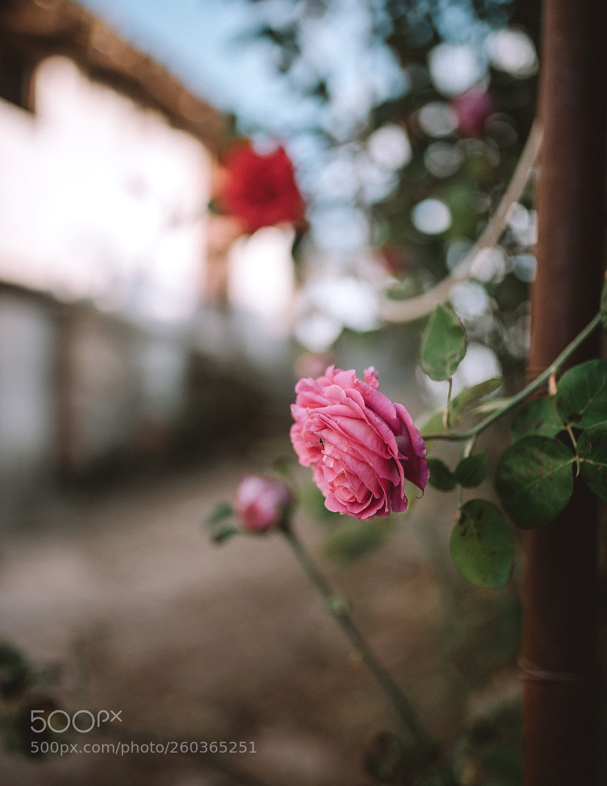 Nikon D610 sample photo. Untitled photography