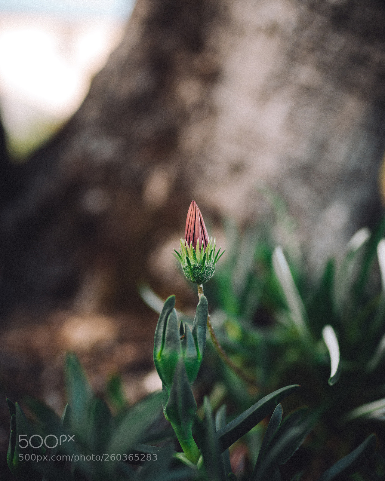 Nikon D610 sample photo. Untitled photography