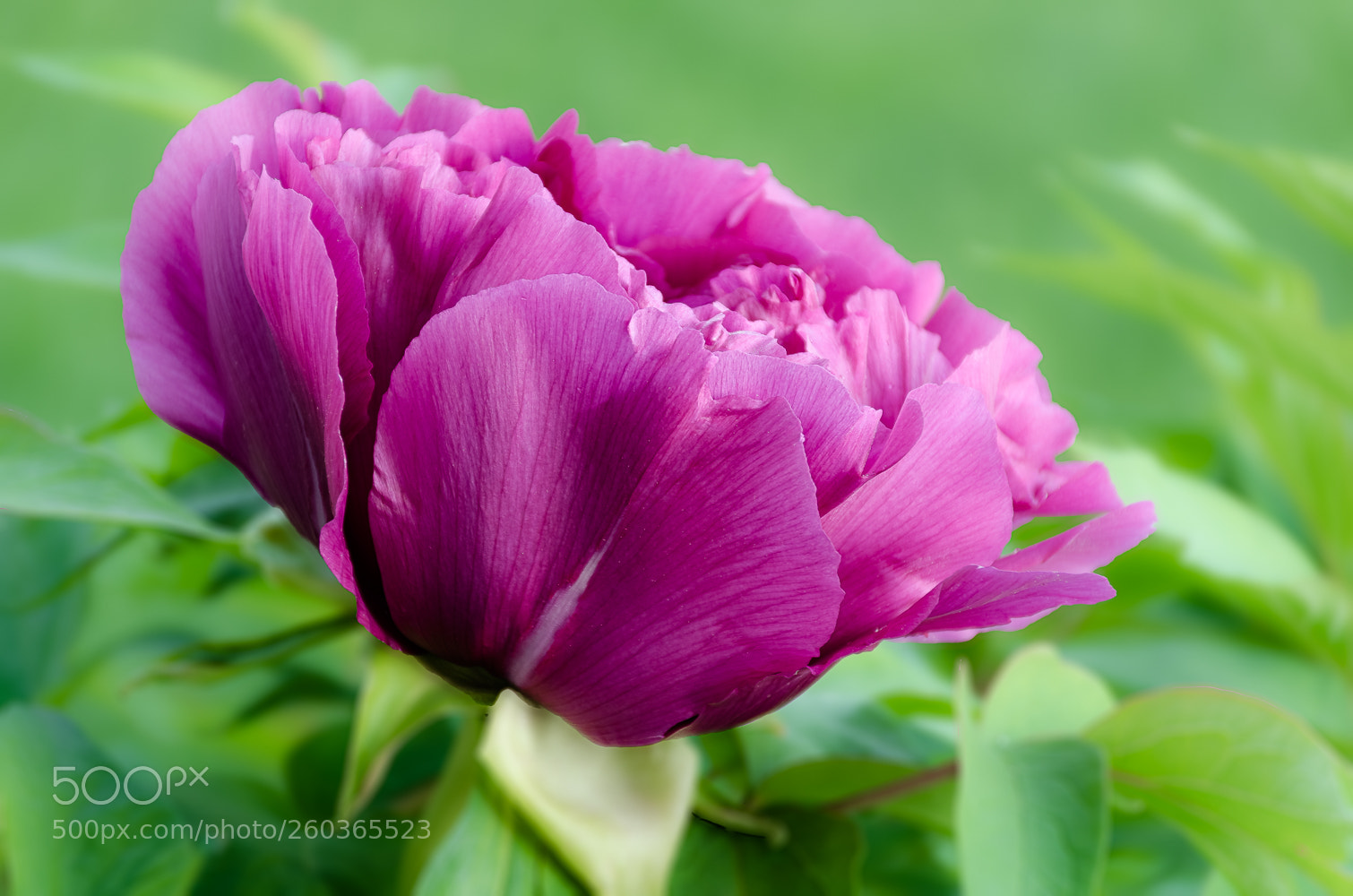 Nikon D5100 sample photo. Peony photography
