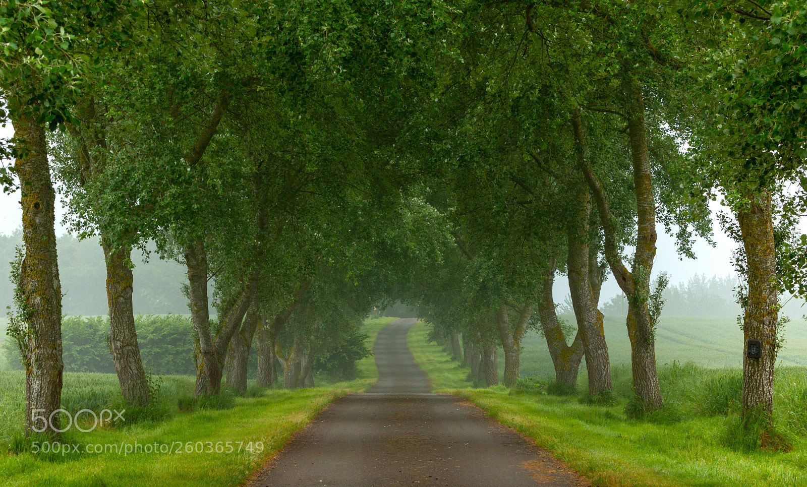 Canon EOS 70D sample photo. Tree lined devon-shire lane photography