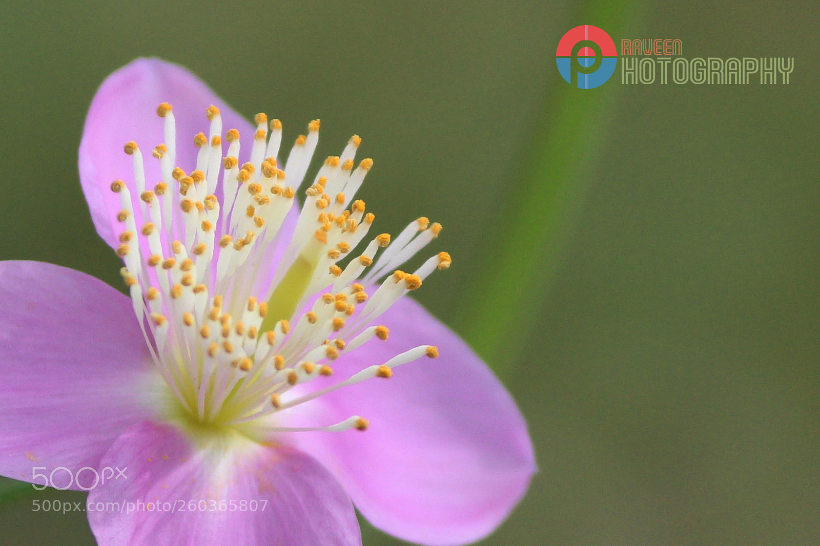 Canon EOS 1200D (EOS Rebel T5 / EOS Kiss X70 / EOS Hi) sample photo. Pink flower photography