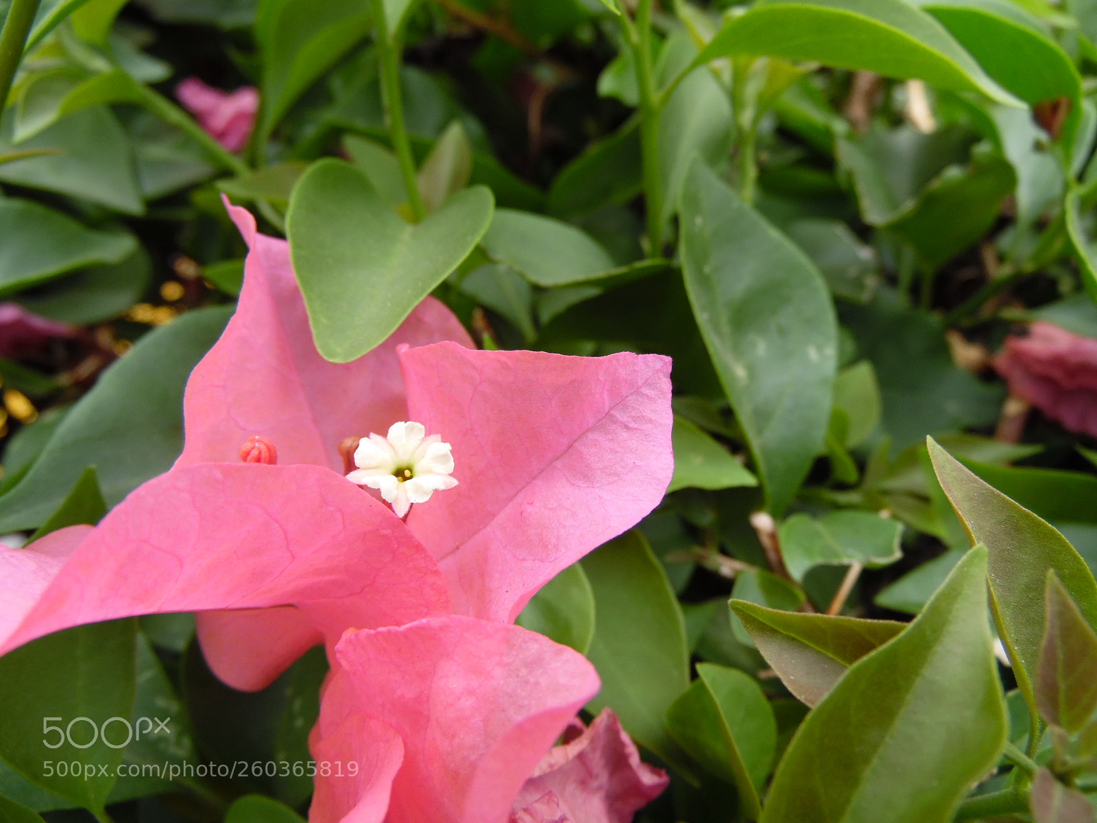 Samsung WB1100F/WB1101F/WB1102F sample photo. Strange star photography
